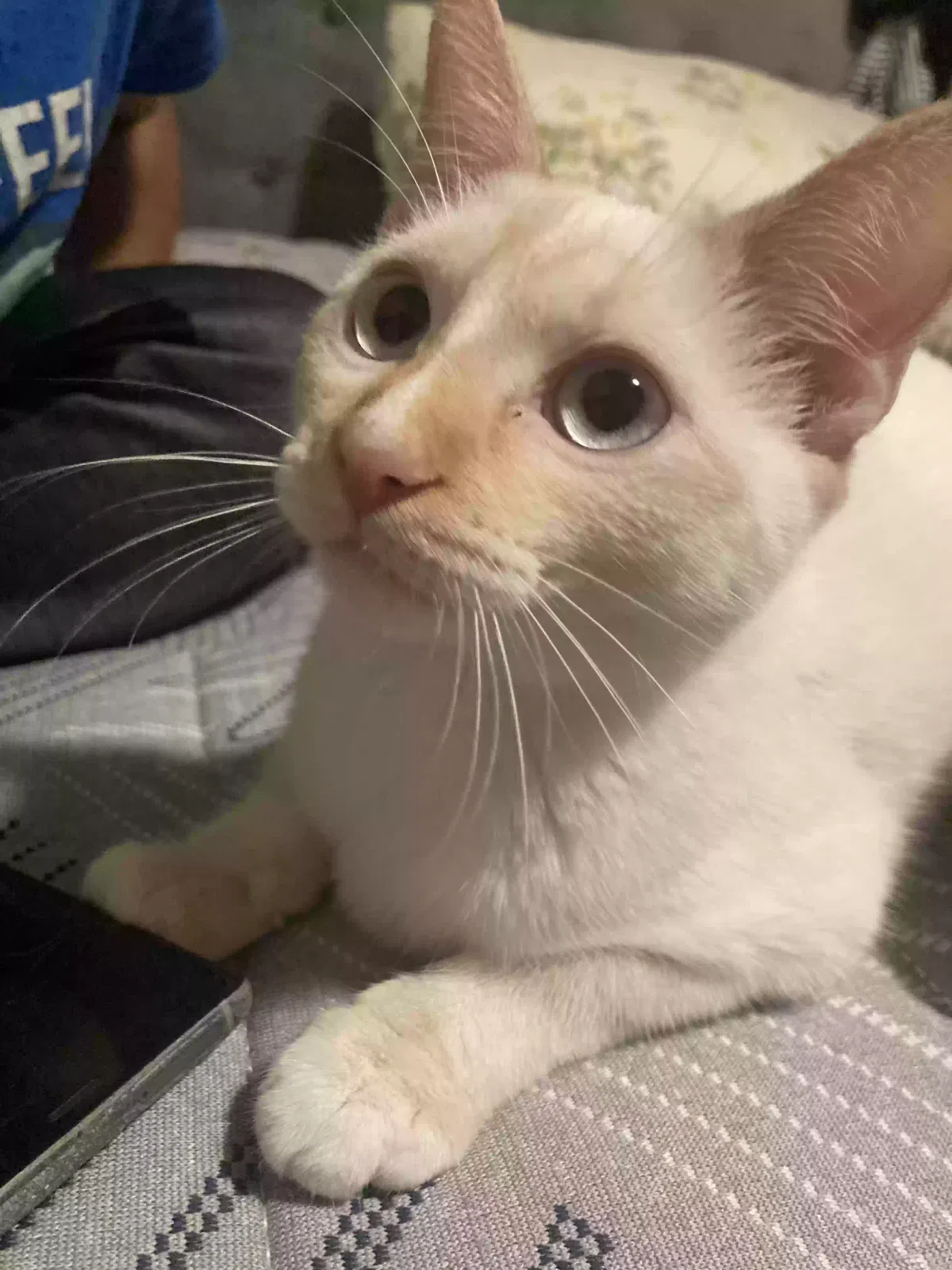 Lost cat in Torrance, CA, 90504