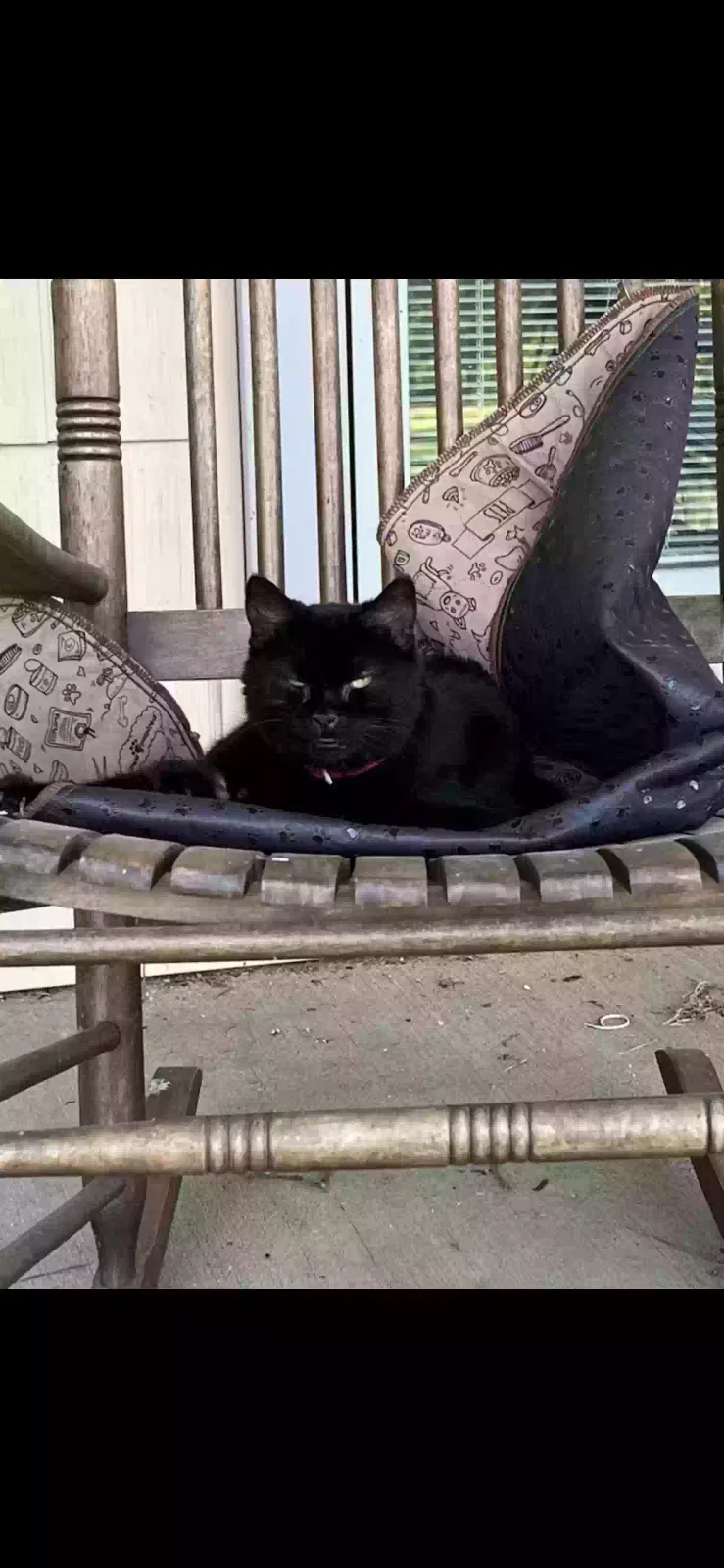 Lost cat in Finchville, KY, 40022