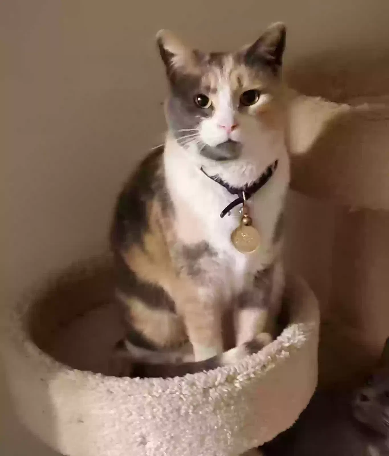 Lost cat in Alexandria, VA, 22309