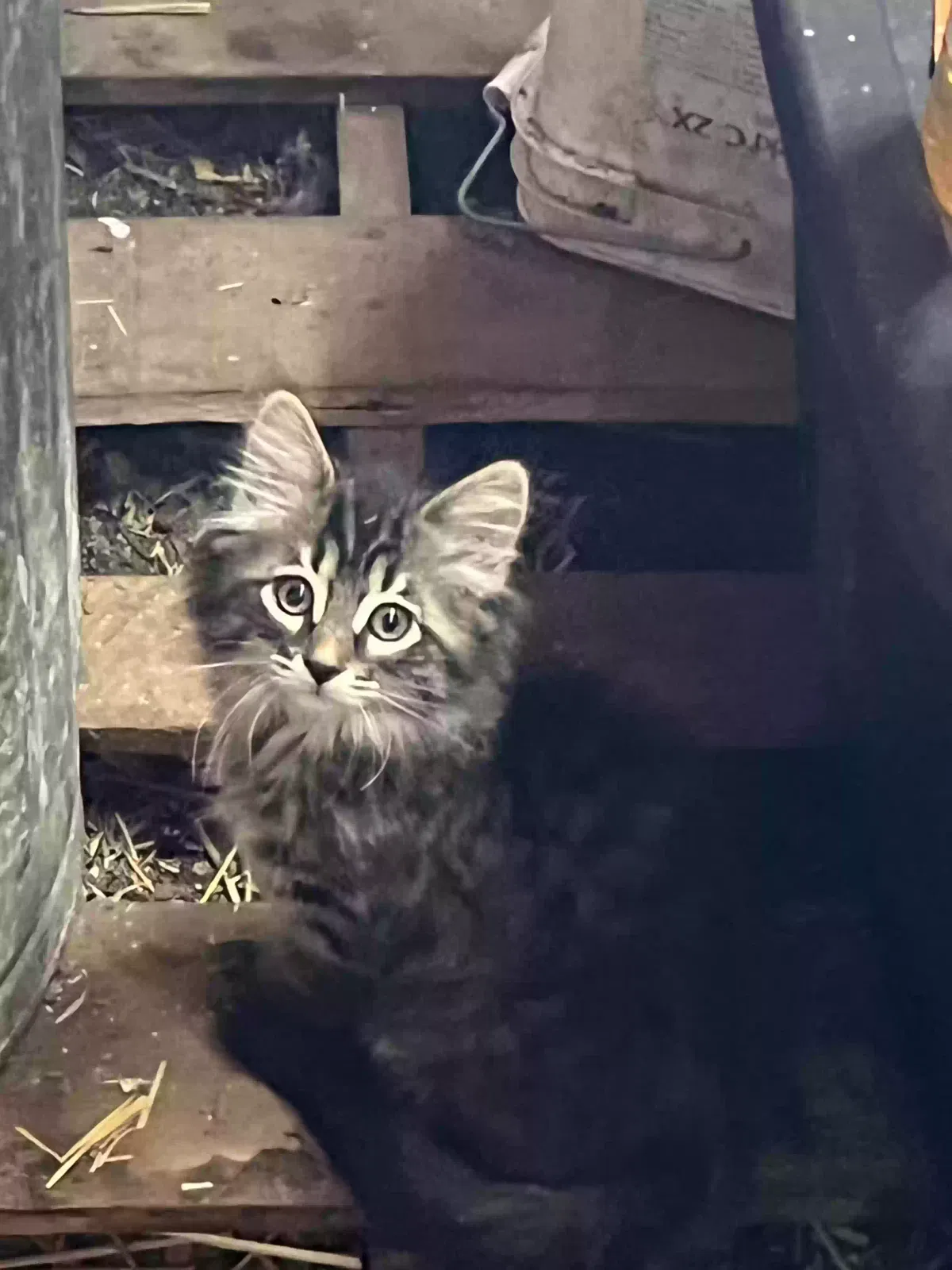 Lost cat in Sarcoxie, MO, 64862