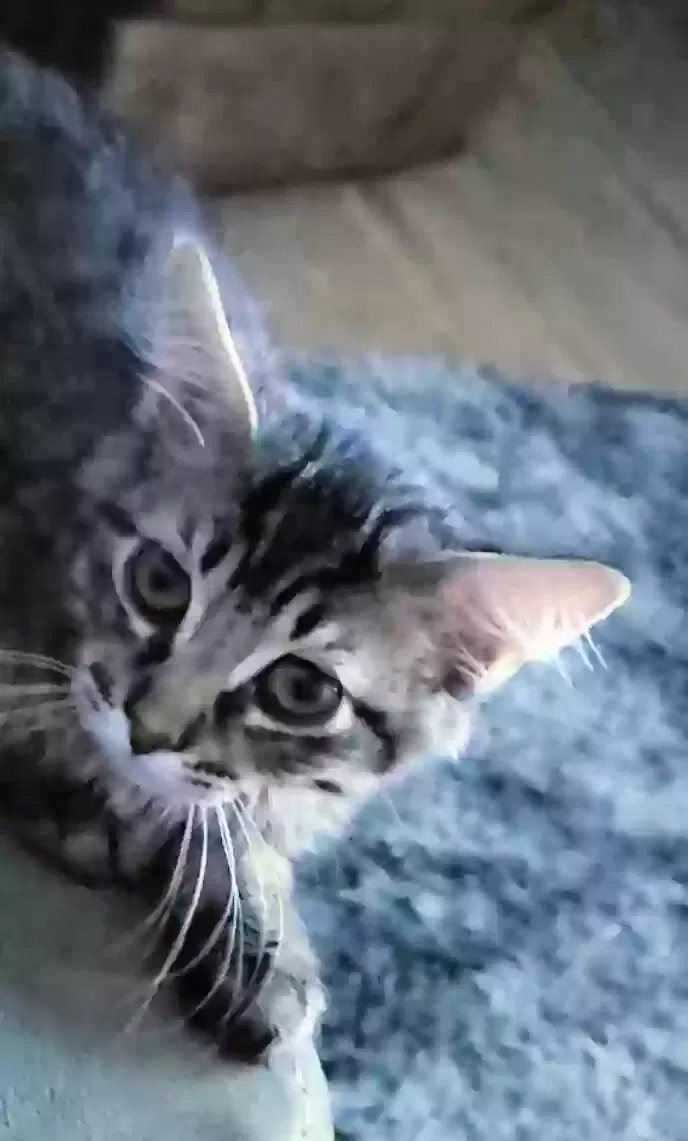 Lost cat in Phoenix, AZ, 85018