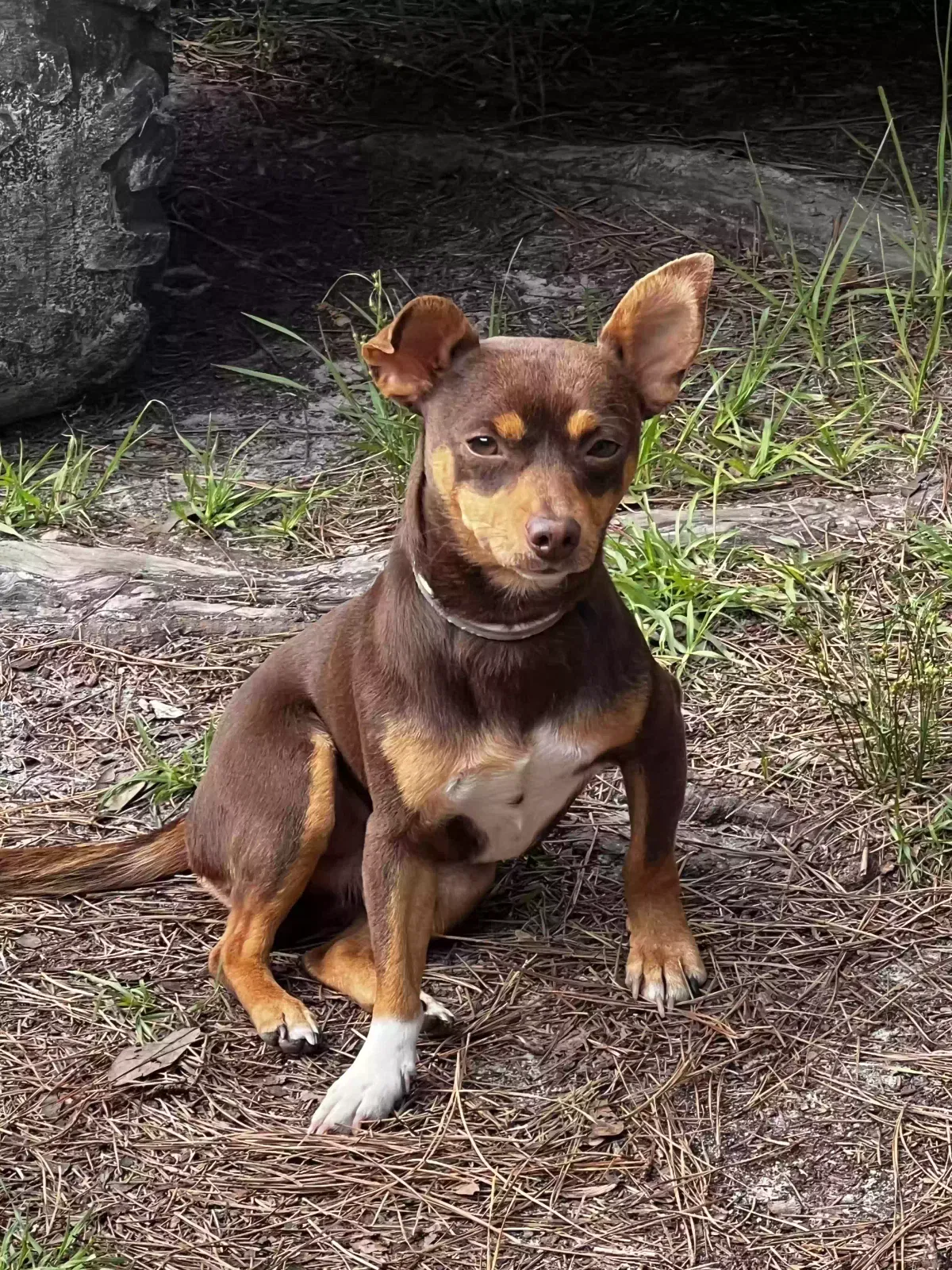 Lost dog in Midway, GA, 31320