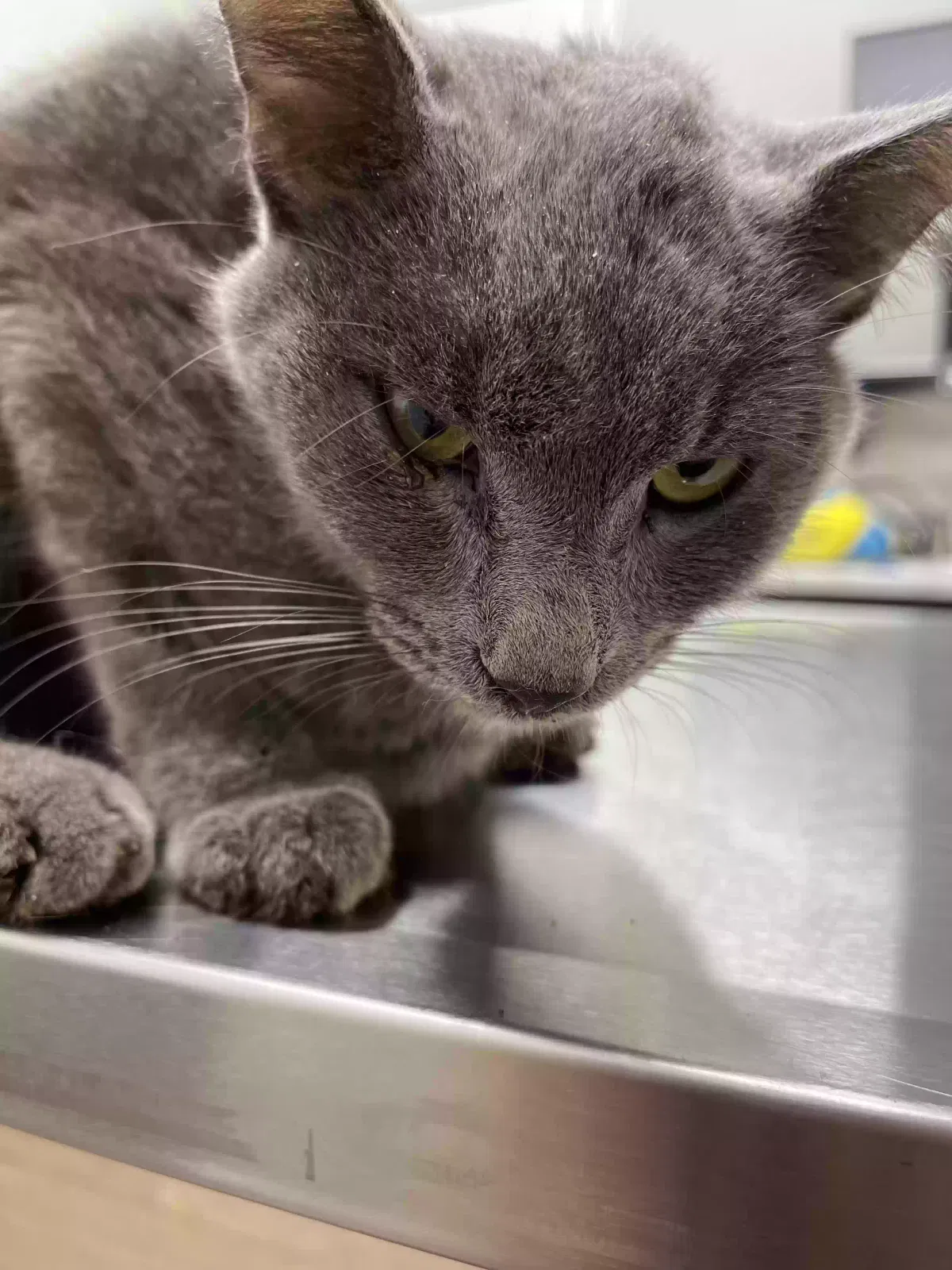 Found cat in Clemmons, NC, 27012
