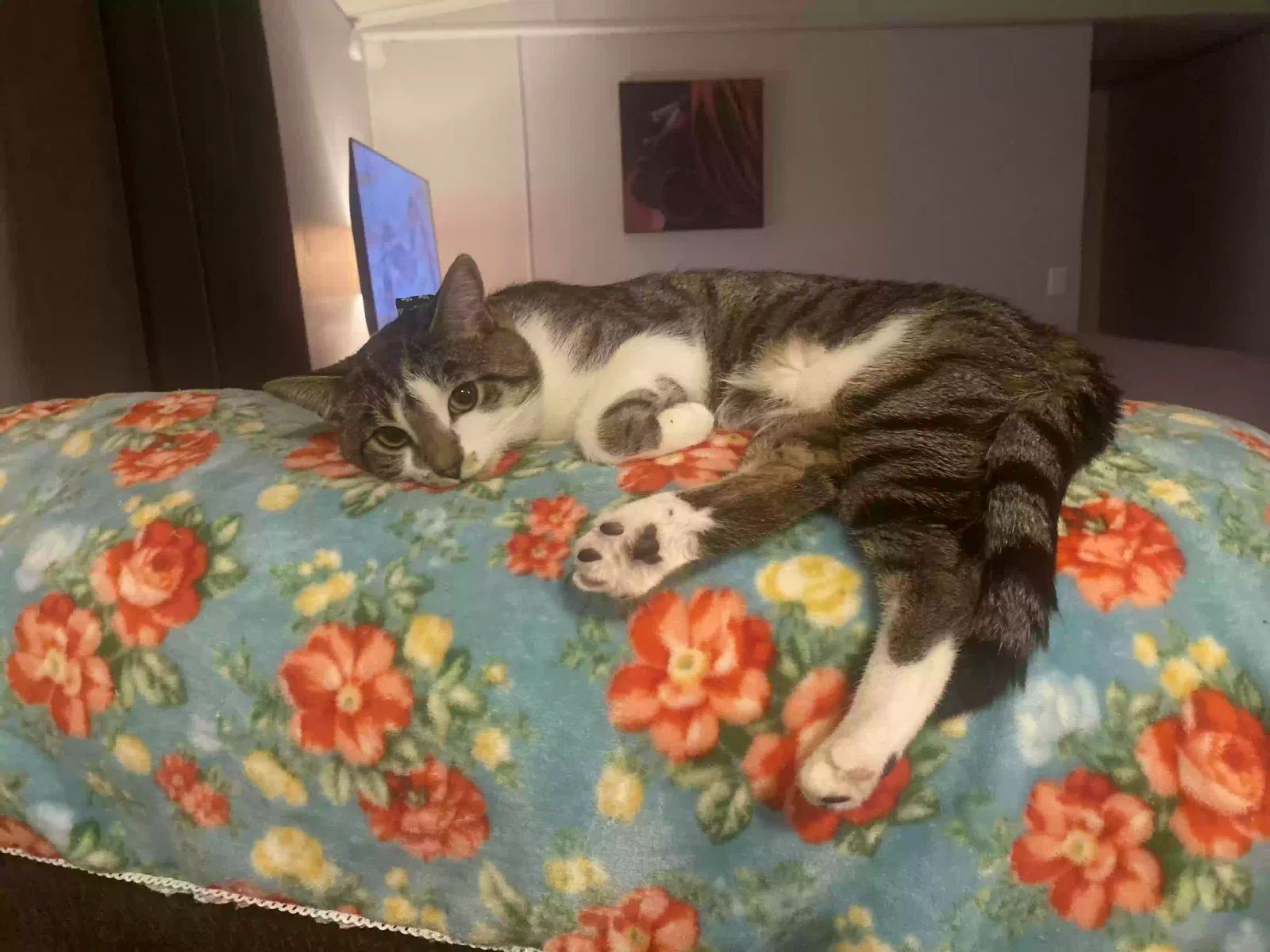 Lost cat in Montevallo, AL, 35115
