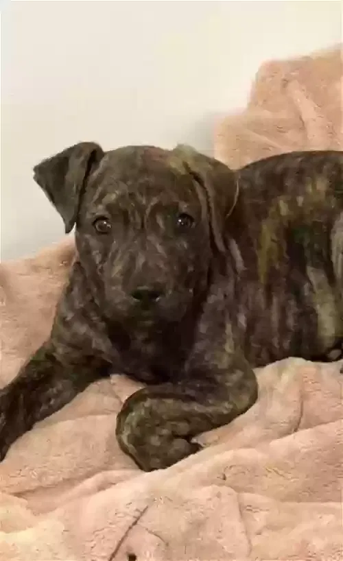 Lost dog in Marlton, NJ, 8053