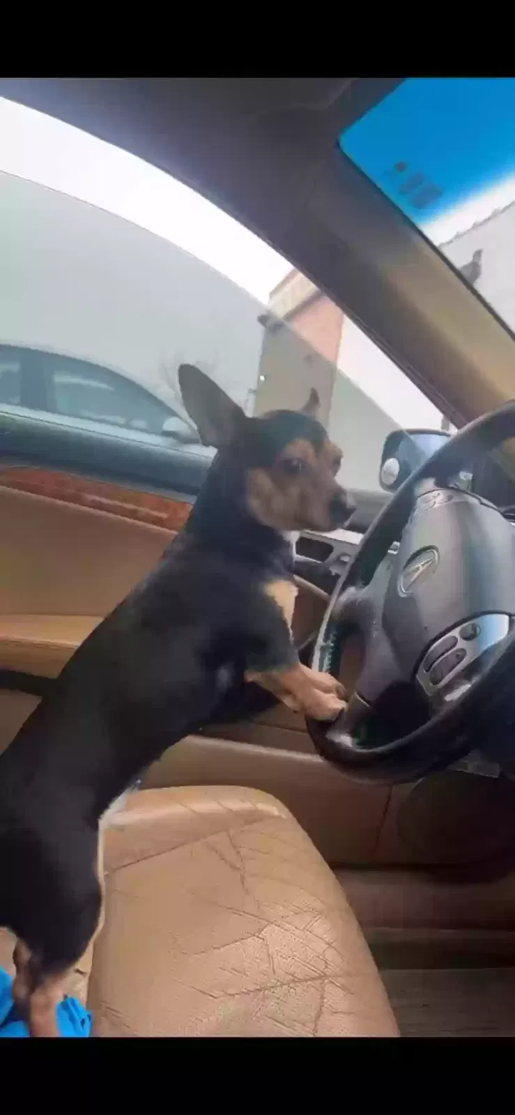 Lost dog in Chicago, IL, 60629