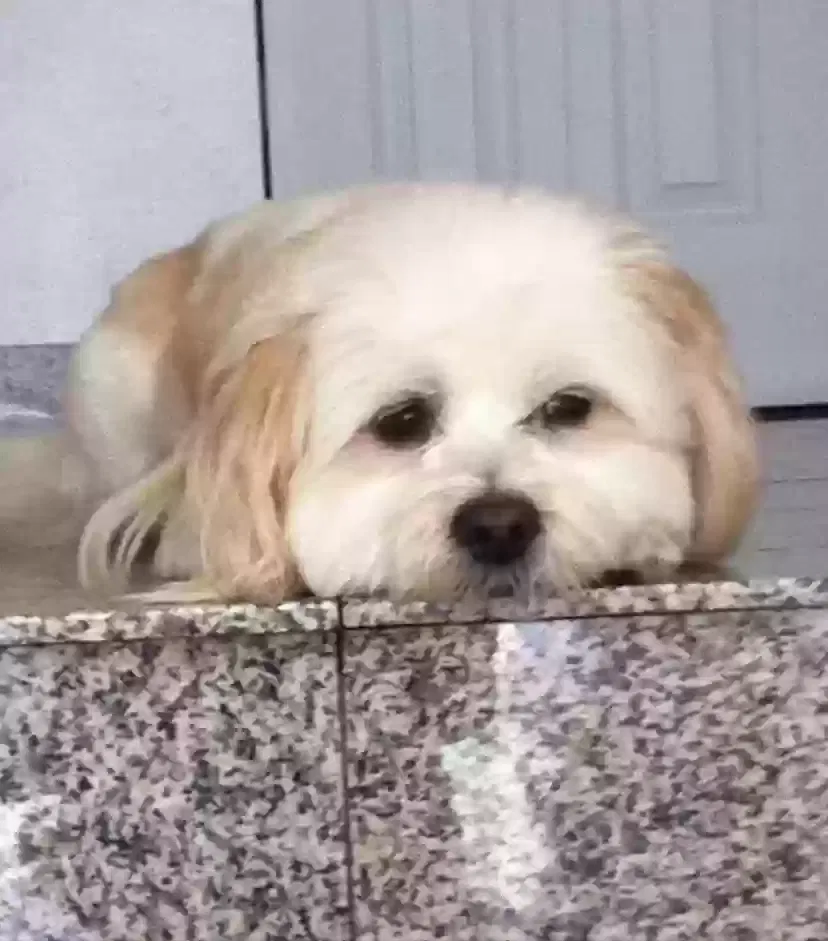 Missing Dog