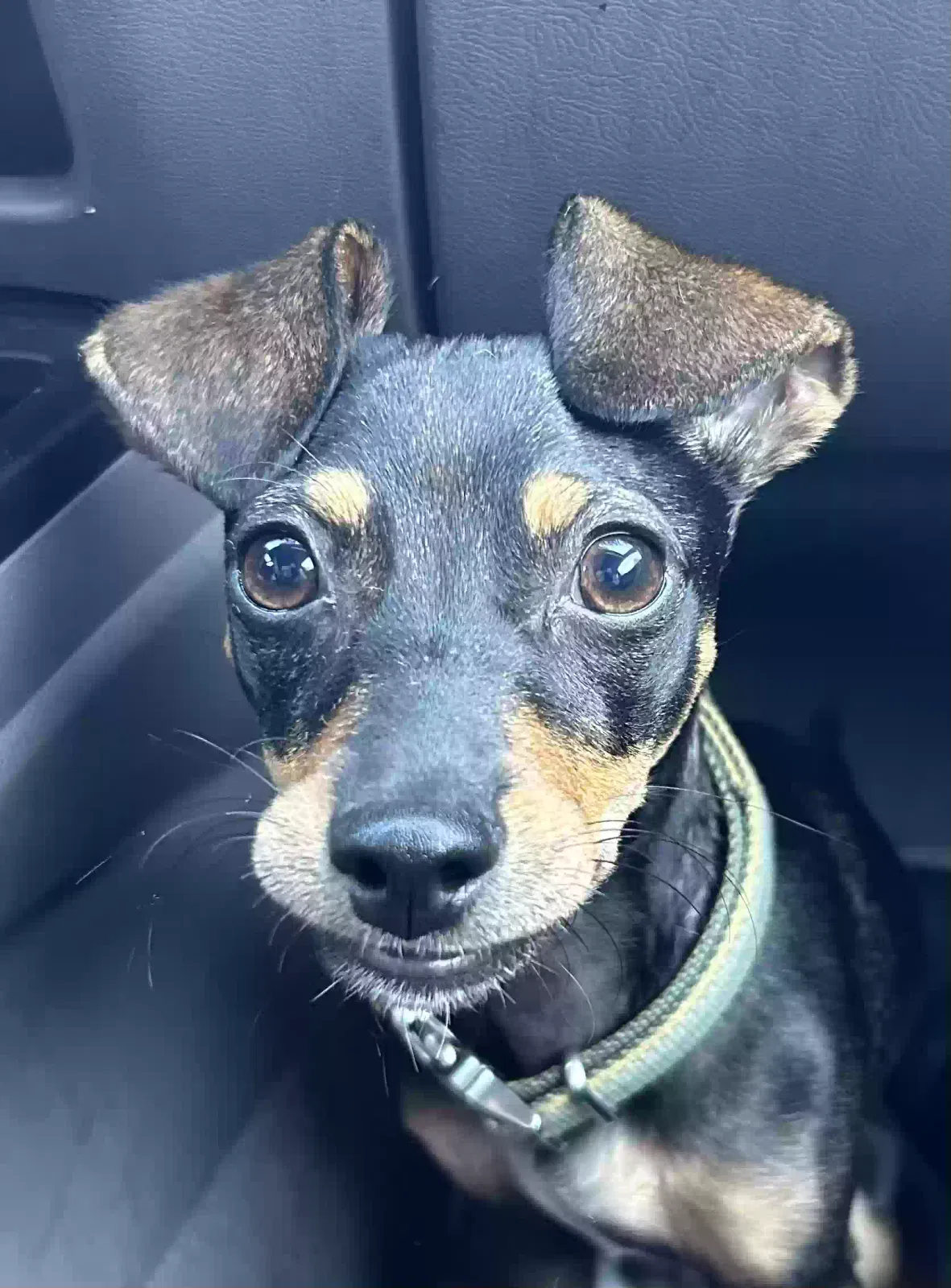 Lost dog in Lawndale, CA, 90260
