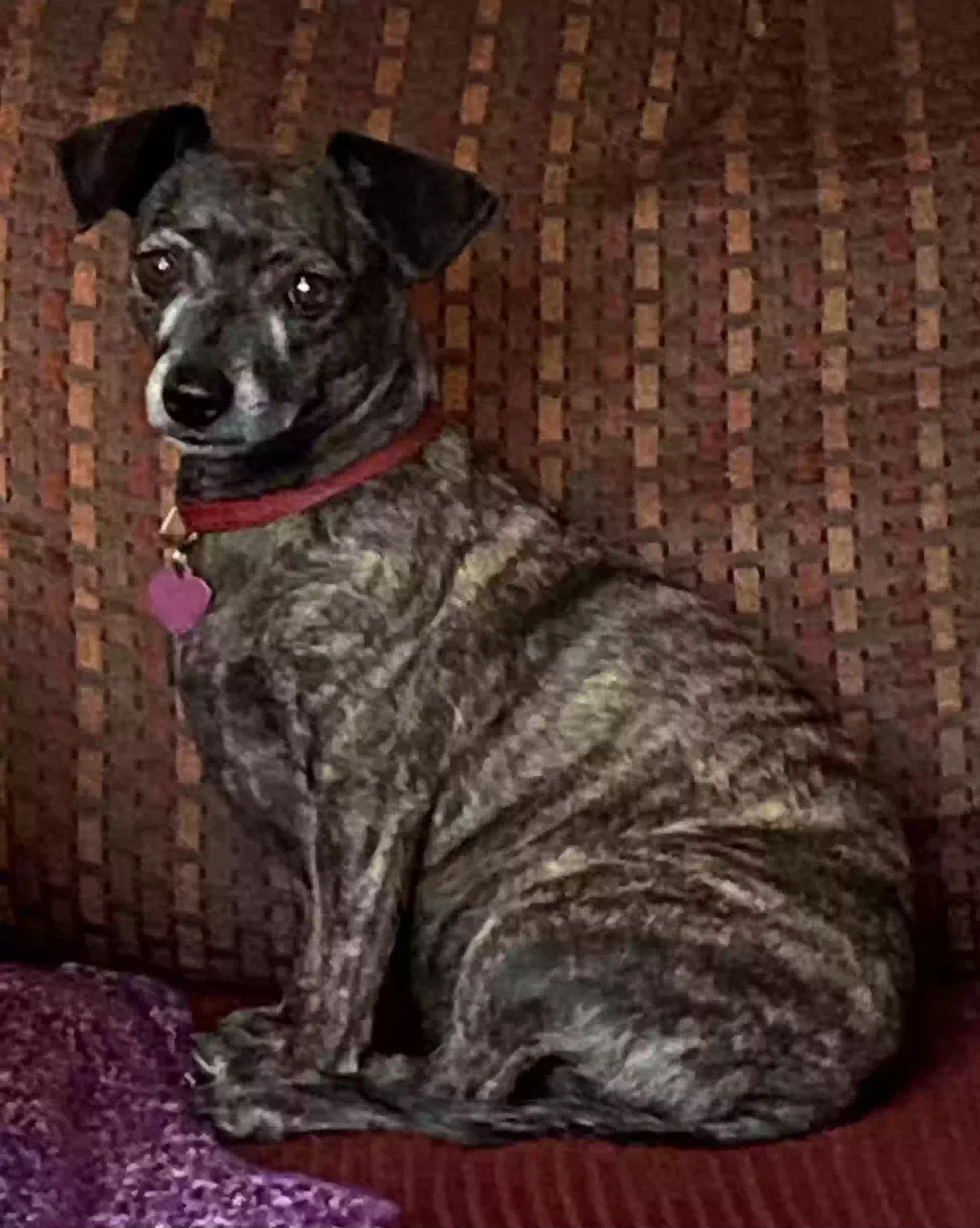 Lost dog in Cathedral City, CA, 92234