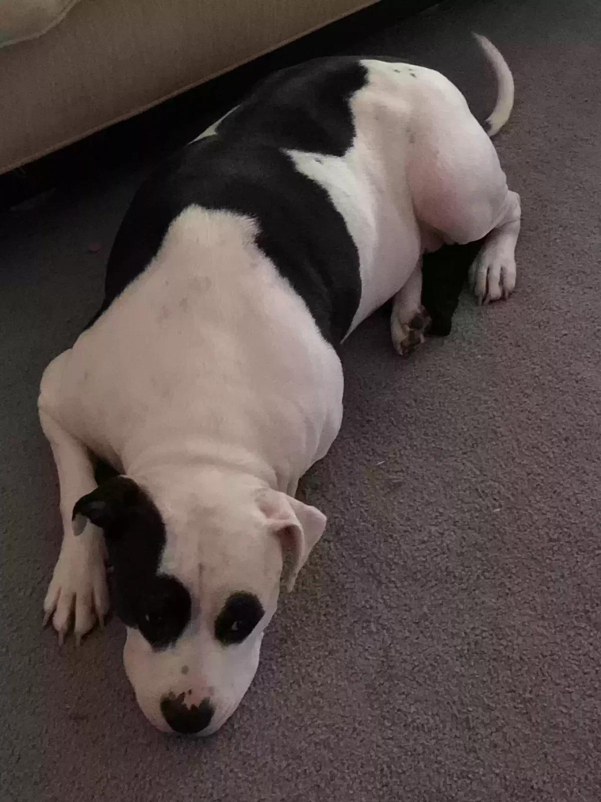 Lost dog in Chicago, IL, 60608