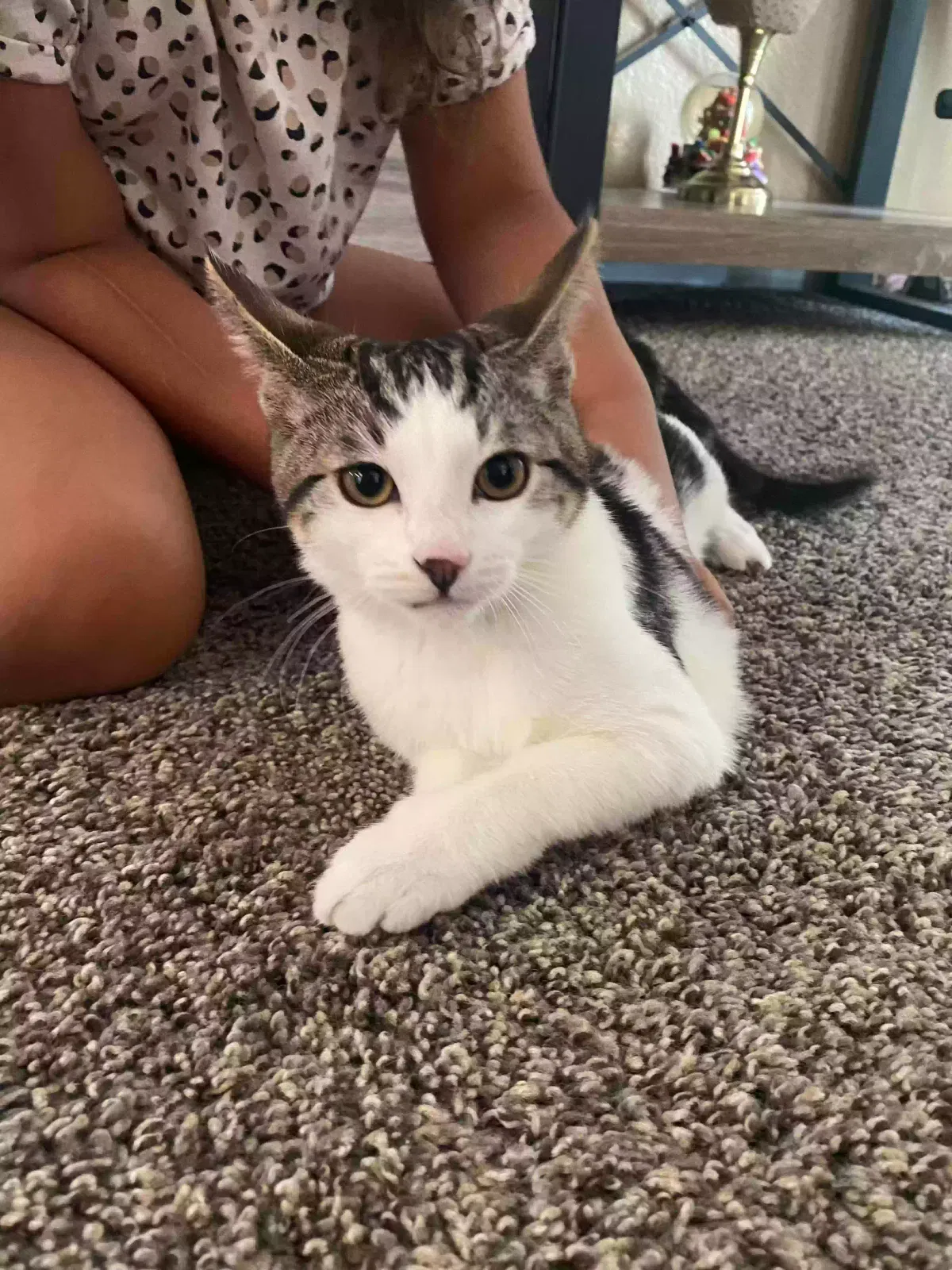 Lost cat in Las Vegas, NV, 89147