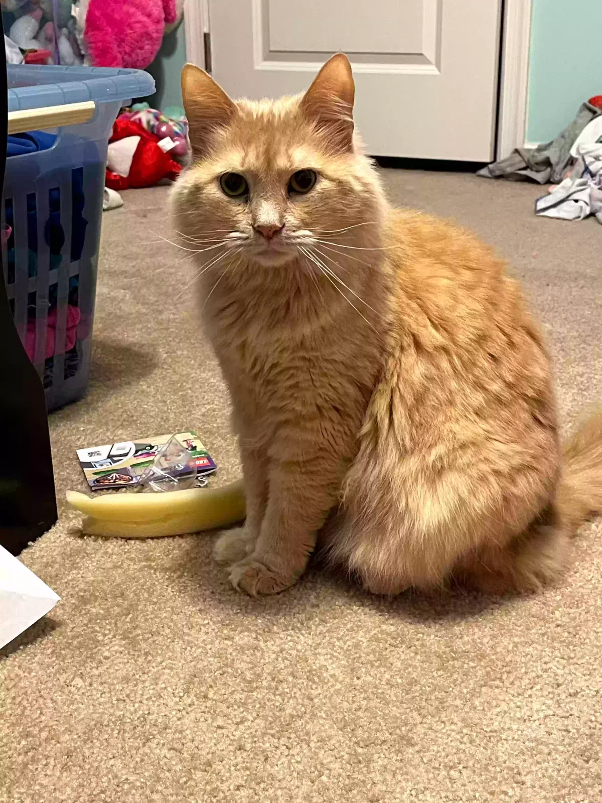 Lost cat in Smyrna, DE, 19977