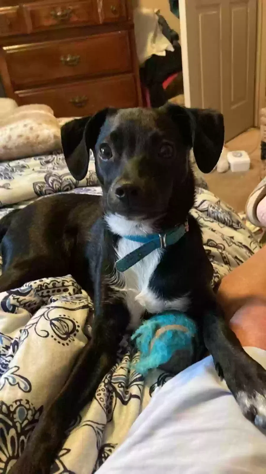 Lost dog in Sacramento, CA, 95821