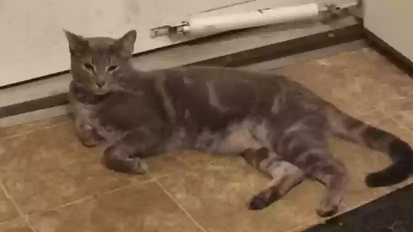 Lost cat in Niagara Falls, NY, 14304