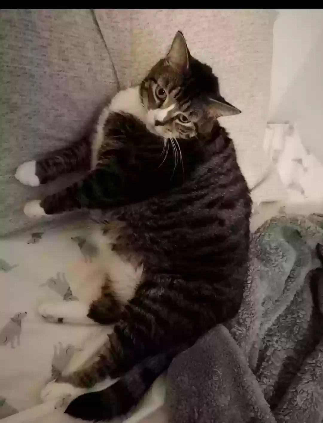 Lost cat in Brooklyn, NY, 11209
