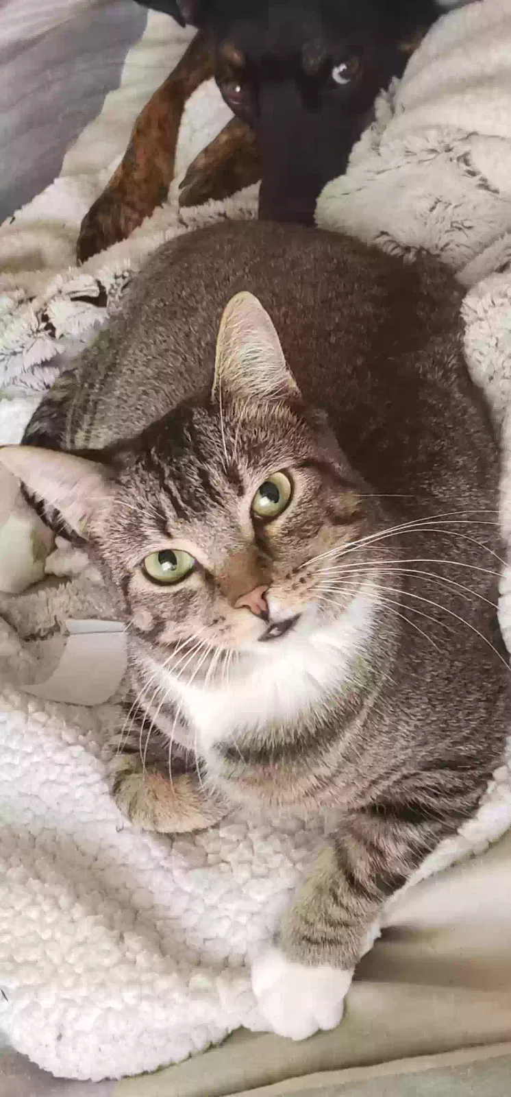 Lost cat in Rio Rancho, NM, 87144