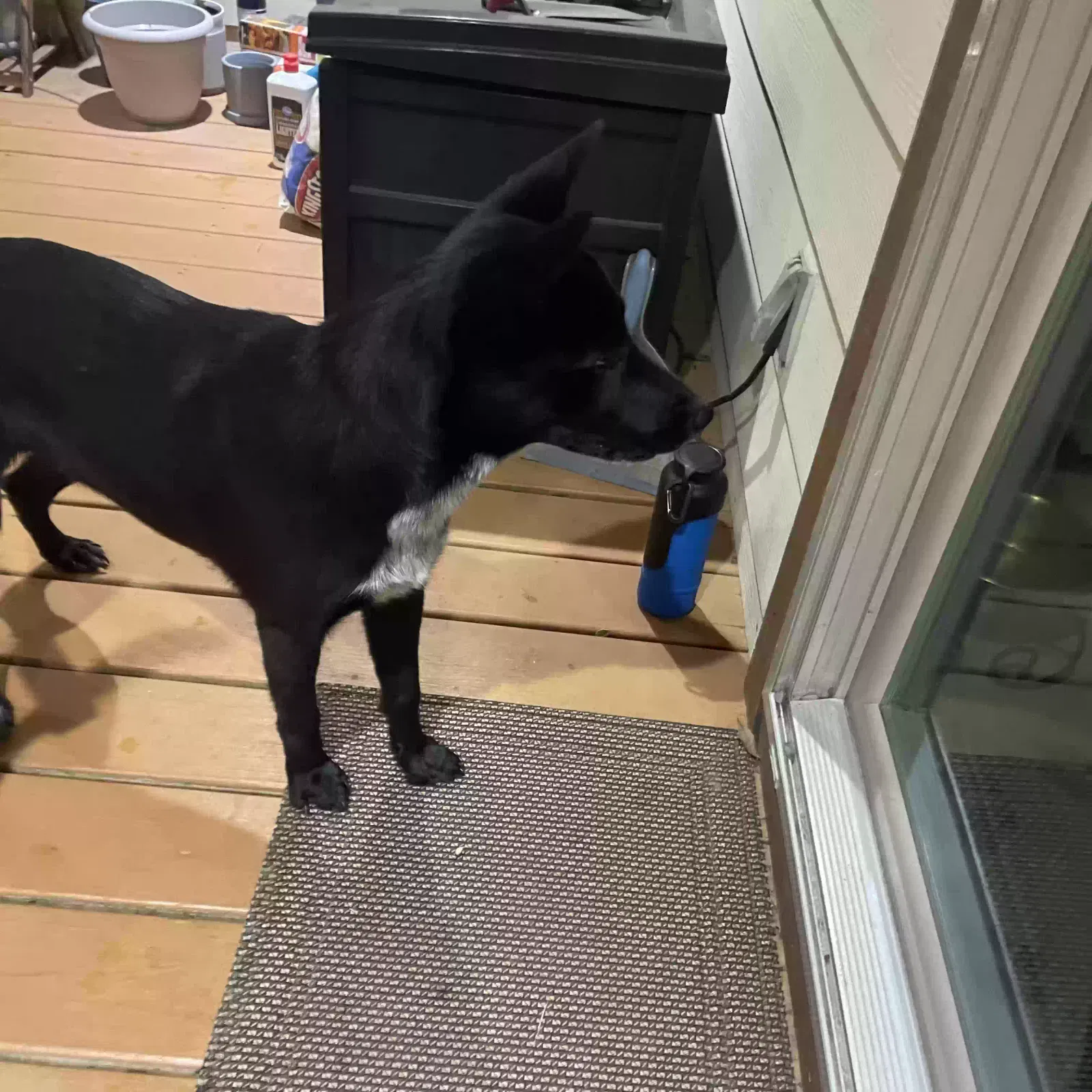 Found dog in Houston, TX, 77021