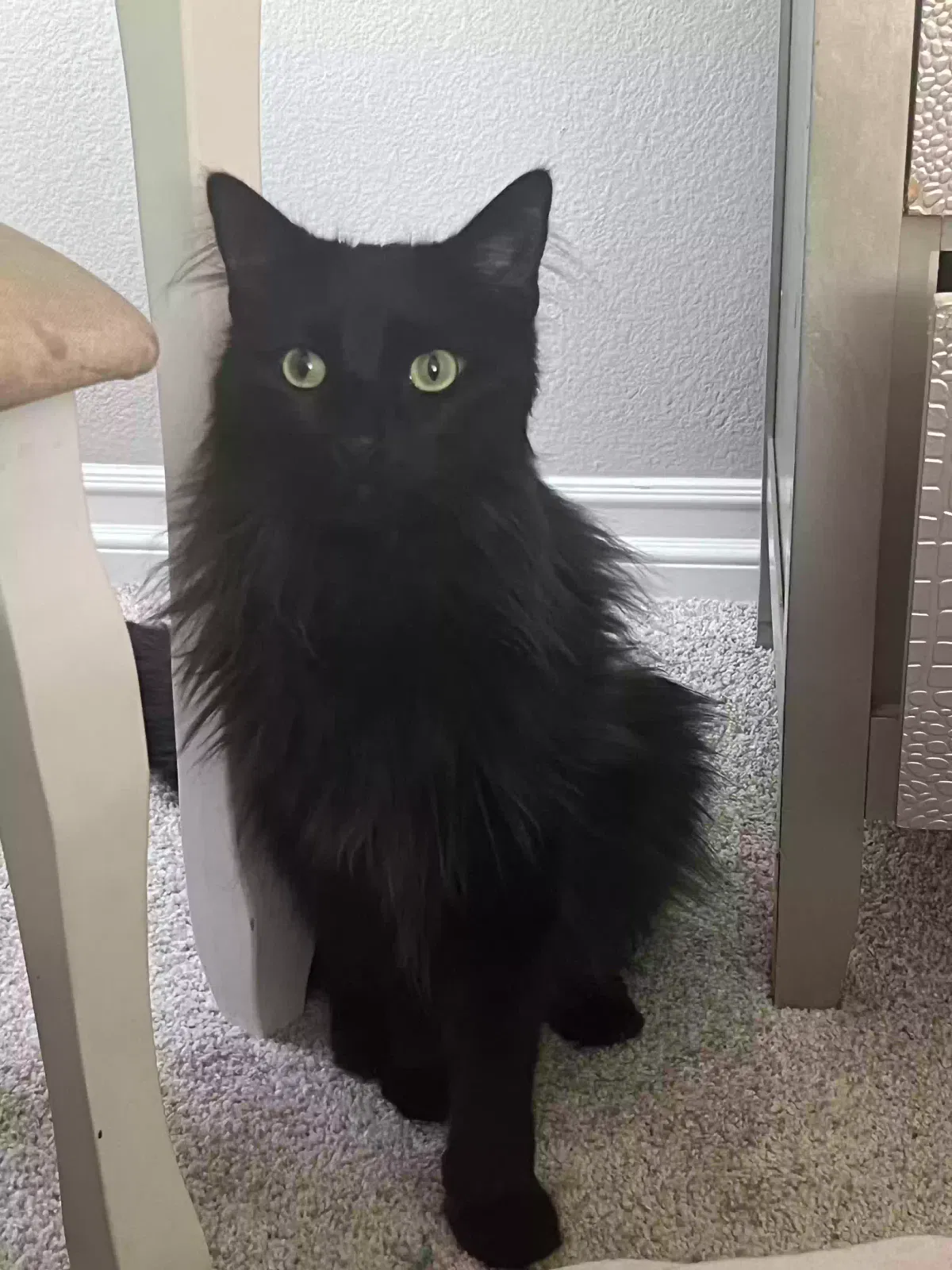Lost cat in Temecula, CA, 92592