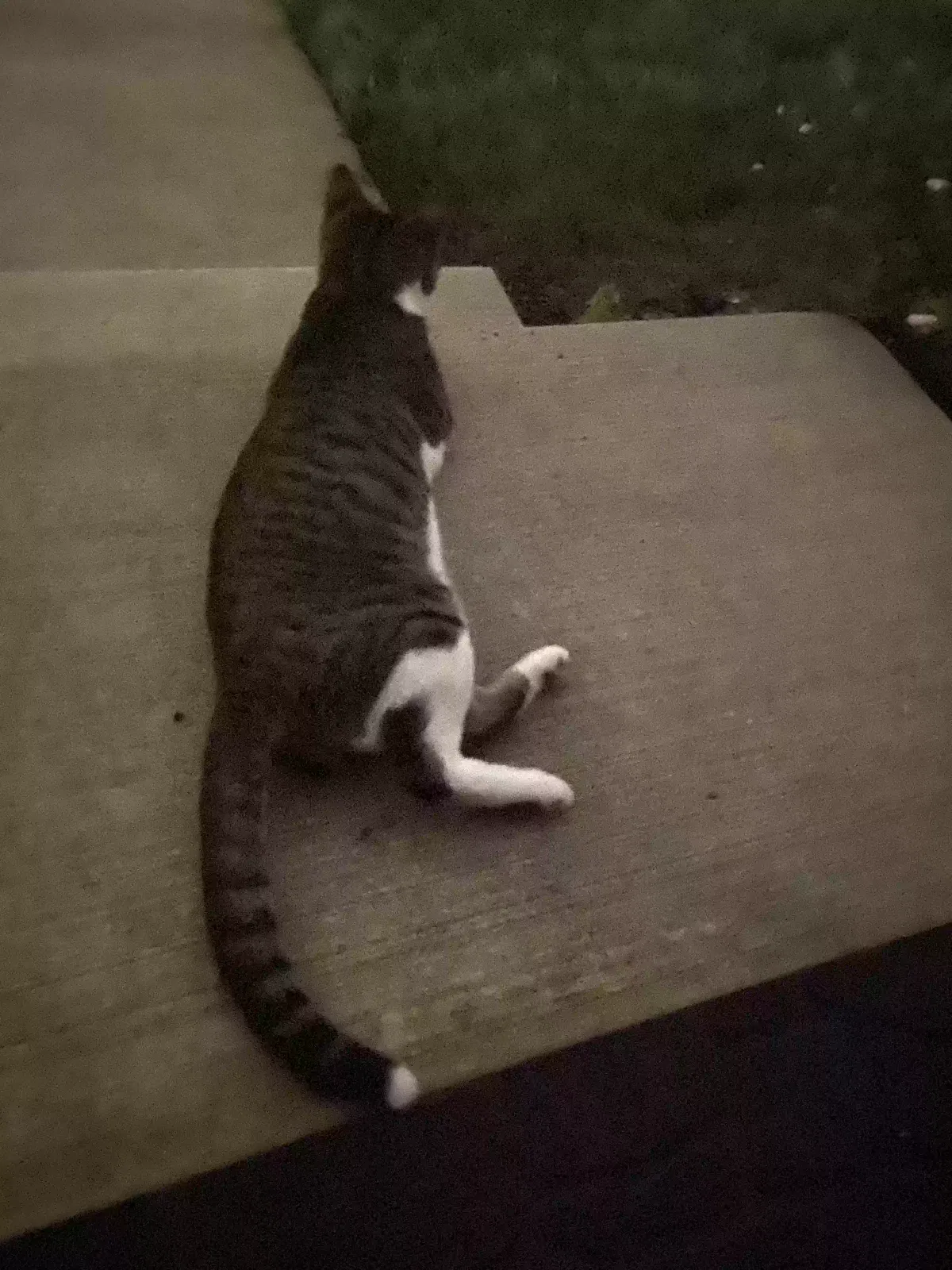 Found cat in Annandale, VA, 22003