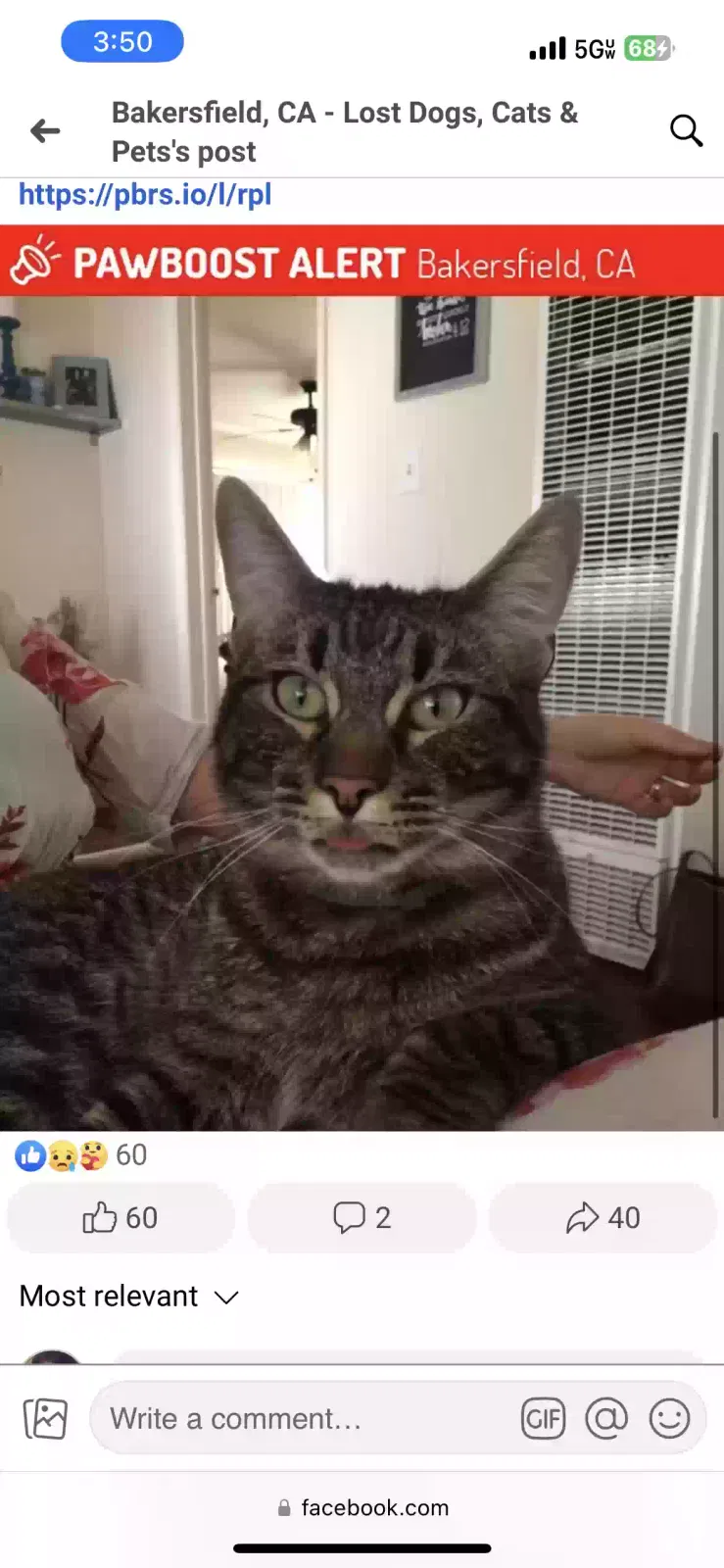Lost cat in Bakersfield, CA, 93312