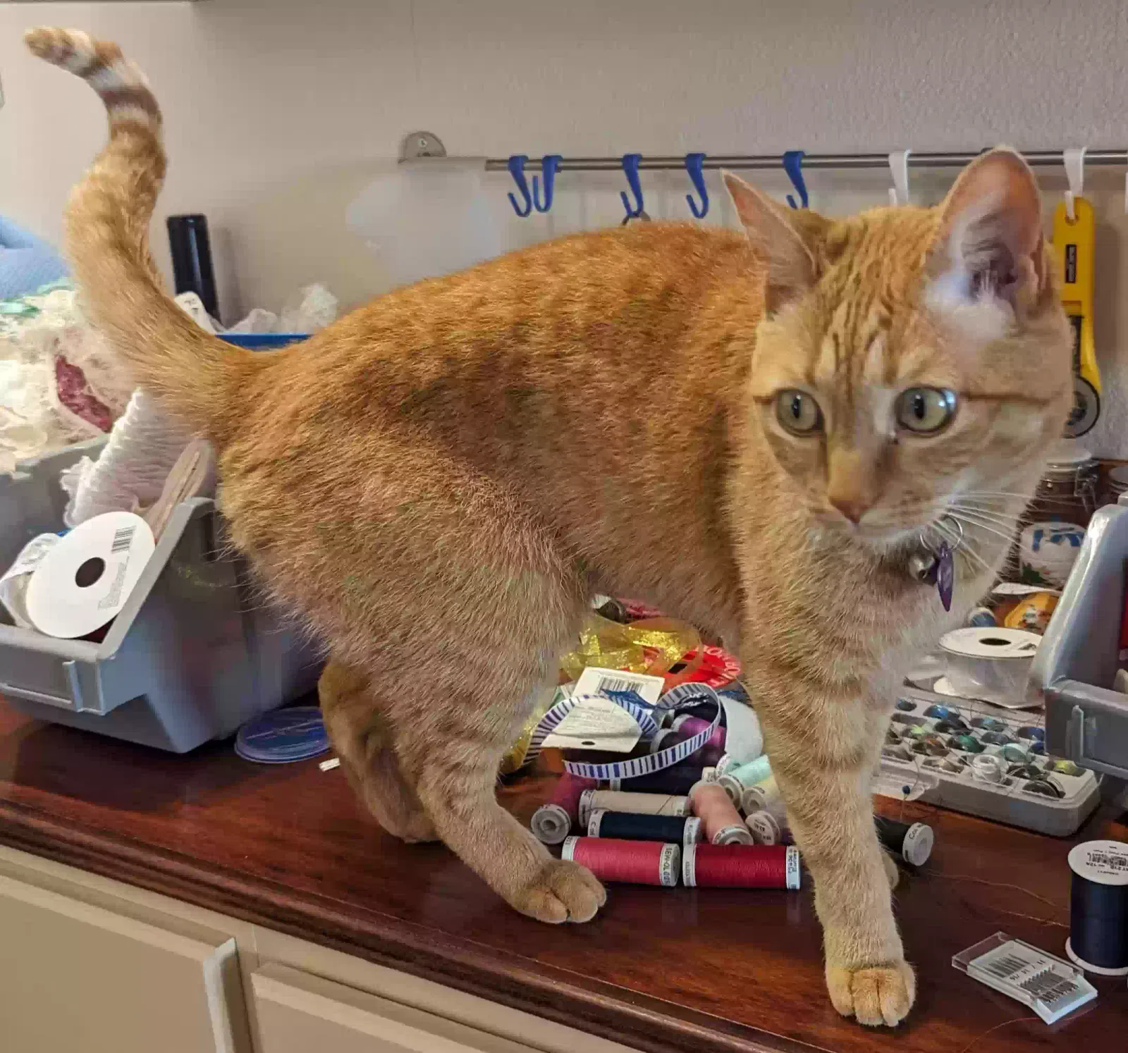 Lost cat in Albuquerque, NM, 87123