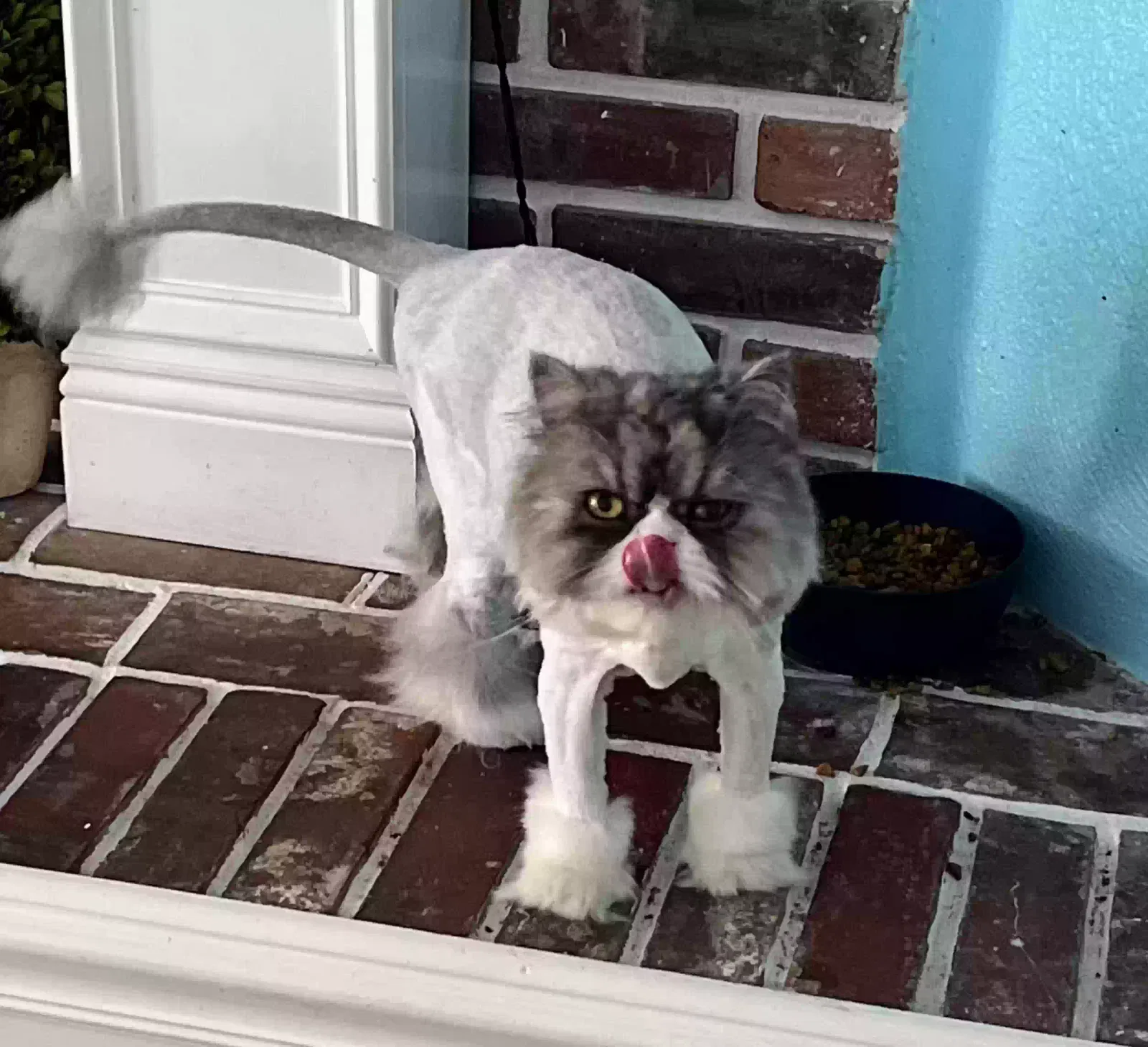 Lost cat in Largo, FL, 33770