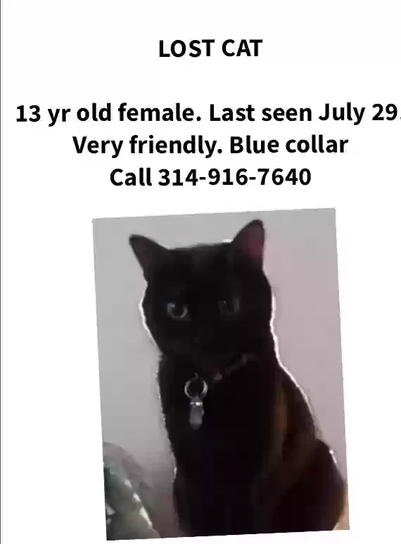 Lost cat in Florissant, MO, 63031