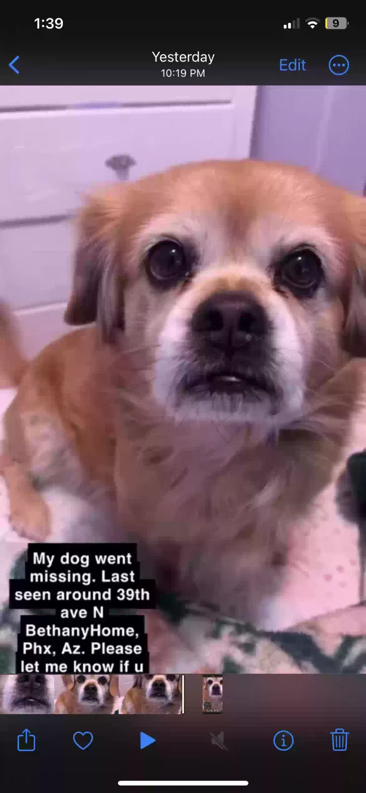 Lost dog in Phoenix, AZ, 85019