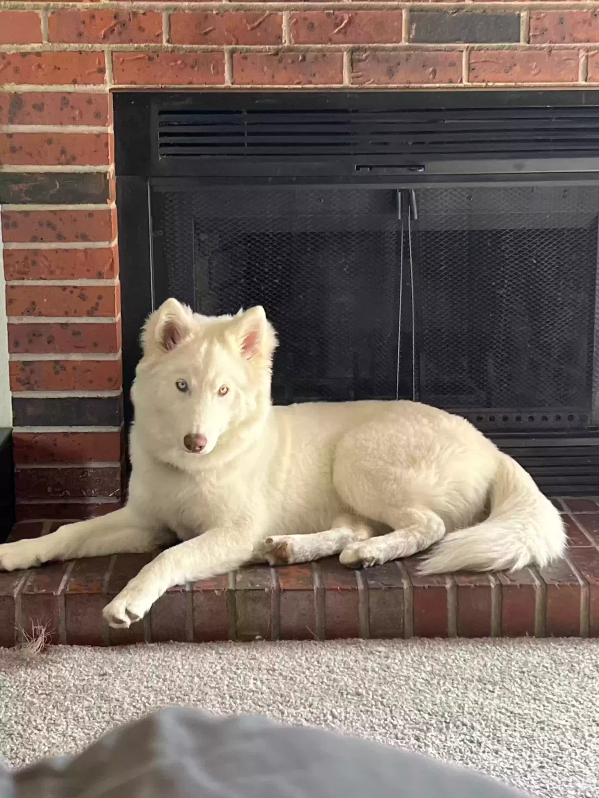 Lost dog in Denver, CO, 80260