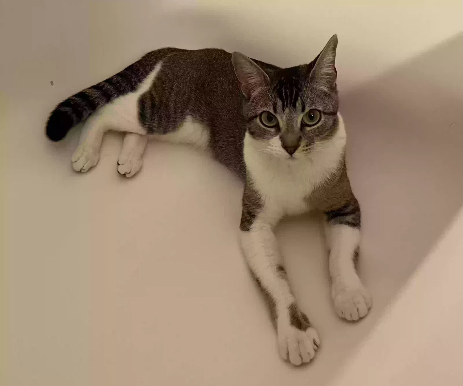 Lost cat in Los Angeles, CA, 90015