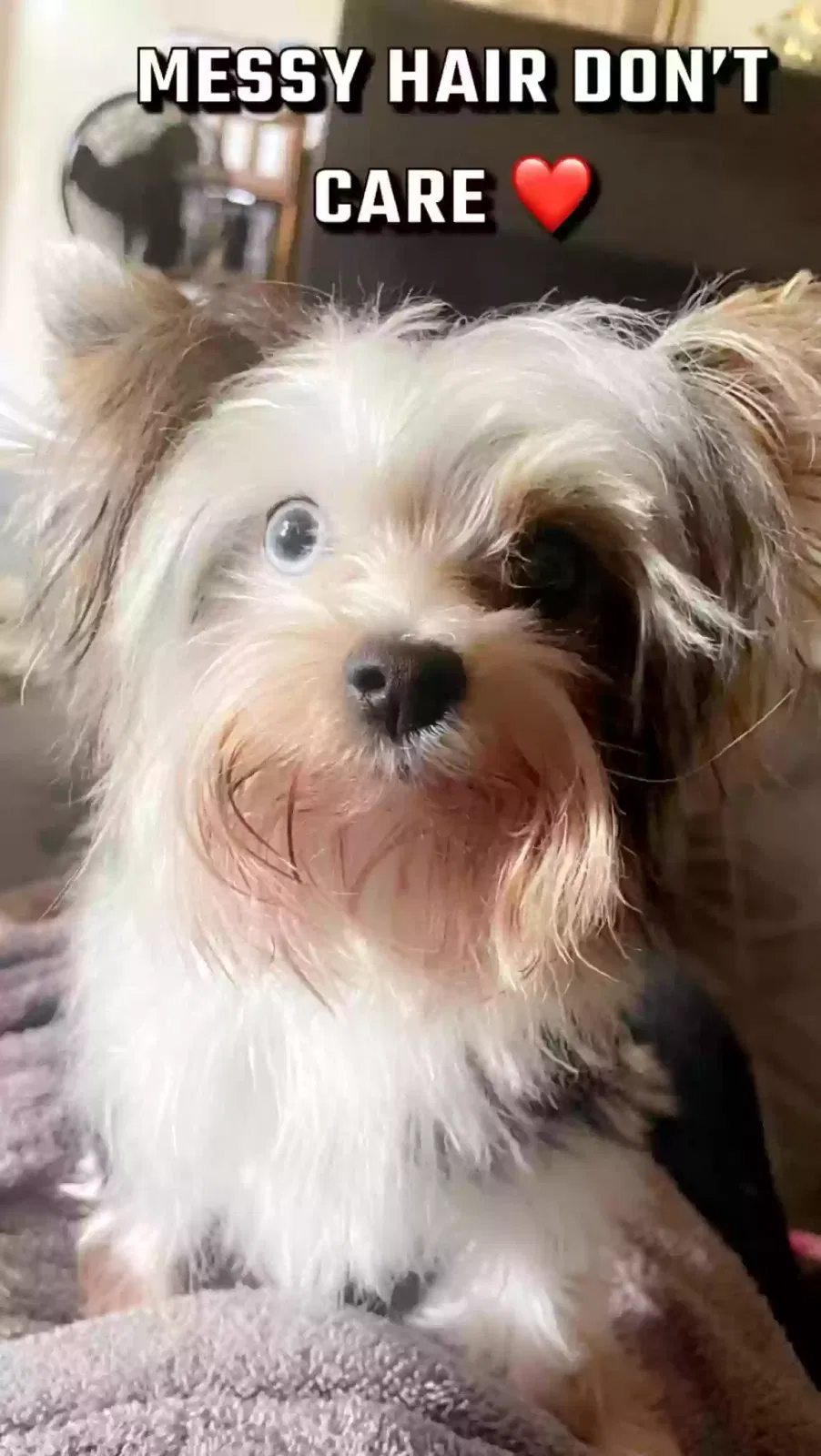 Lost dog in Houston, TX, 77049