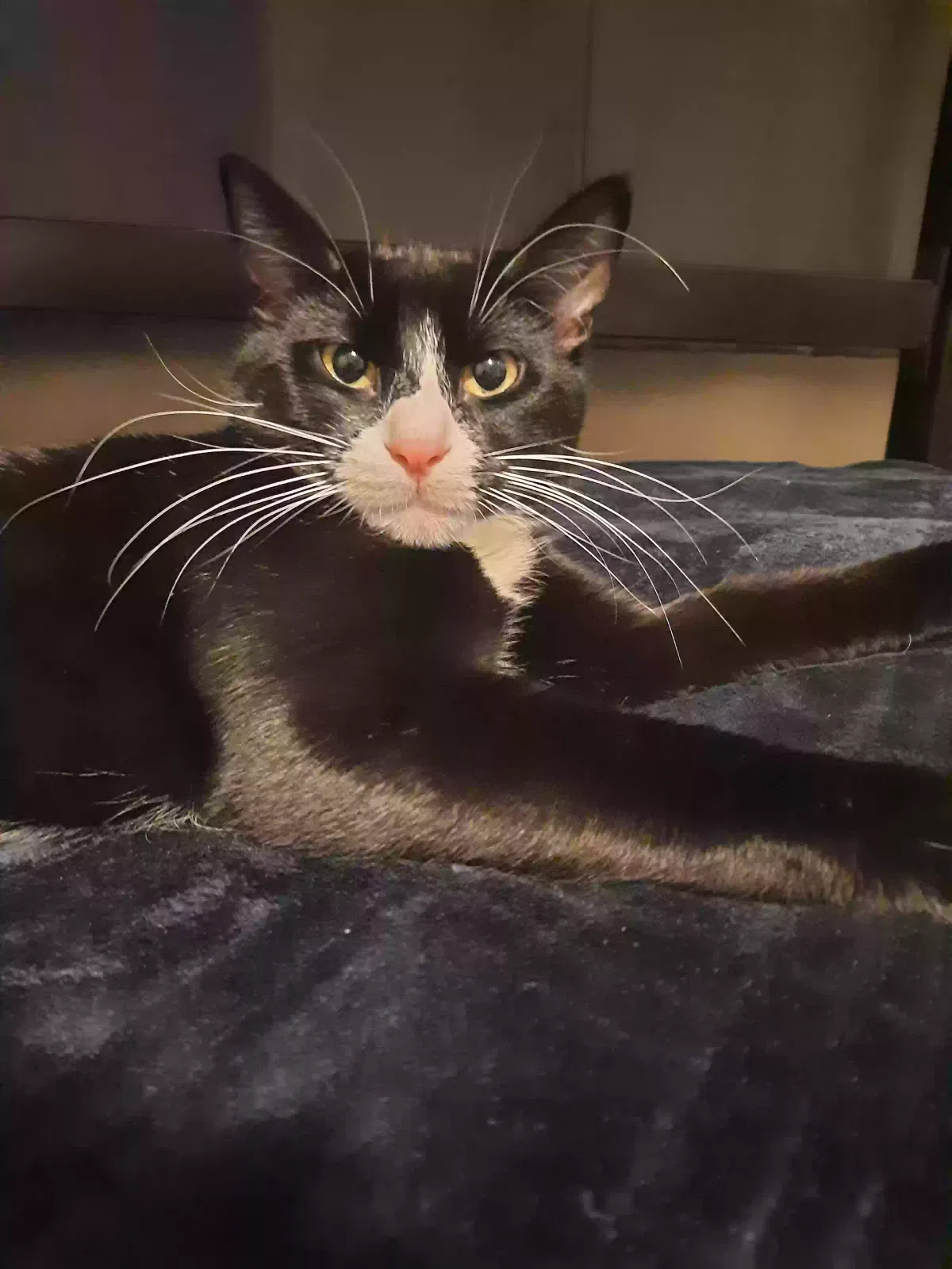 Lost cat in Eden Prairie, MN, 55344