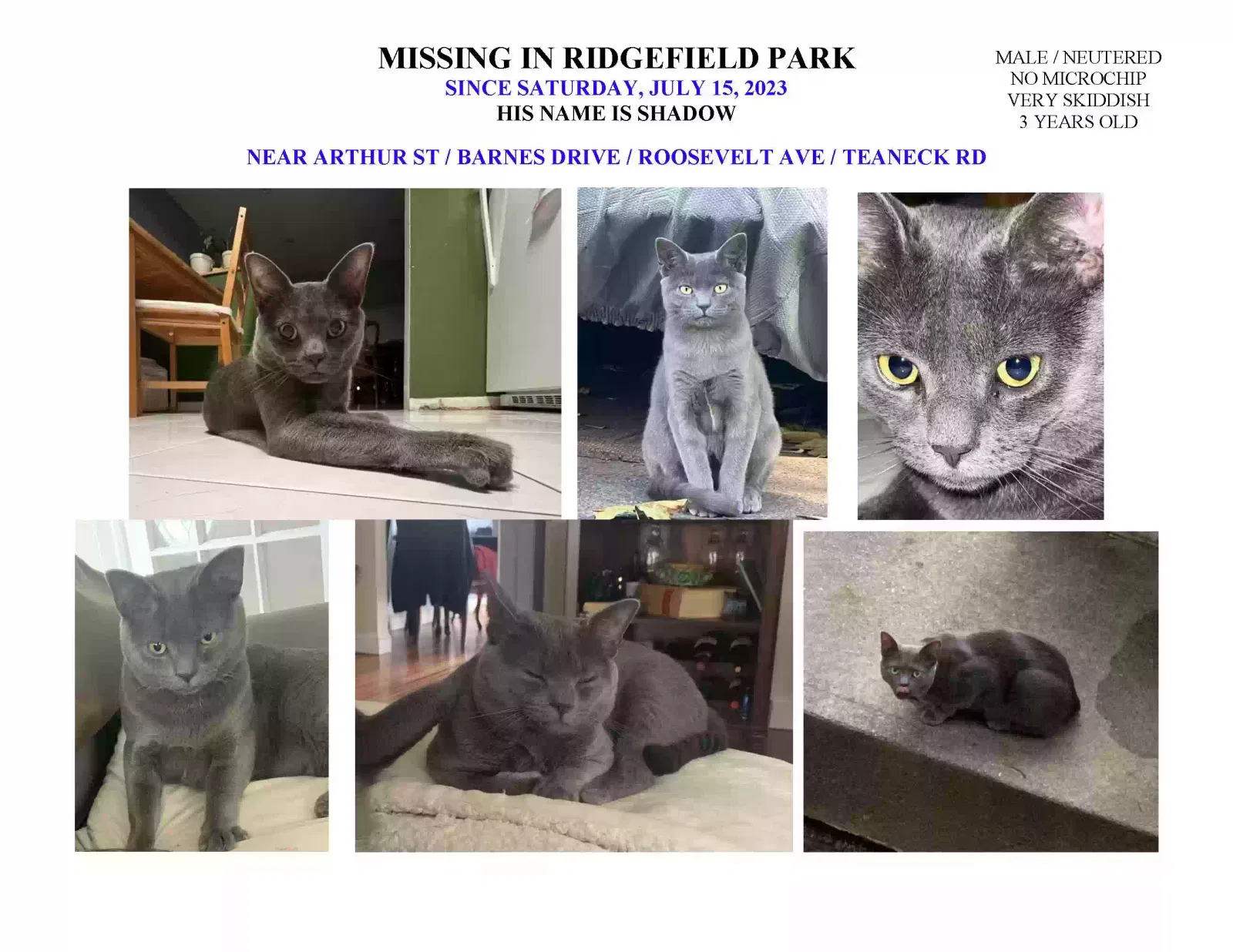 Lost cat in Ridgefield Park, NJ, 7660