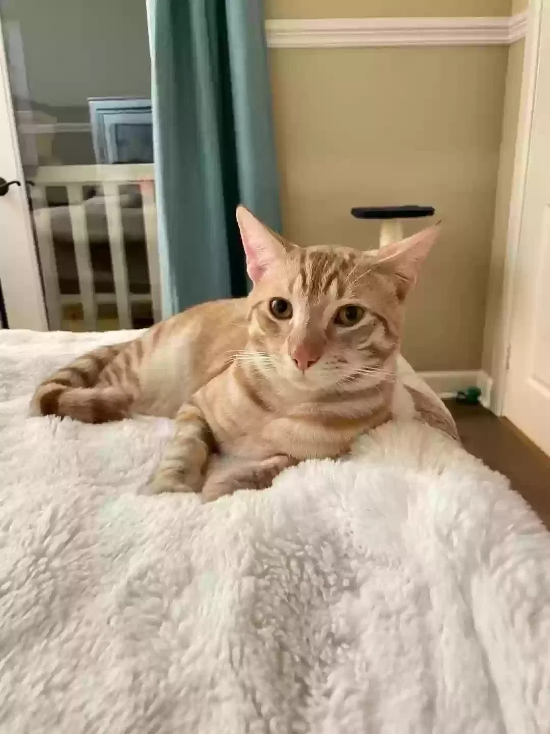 Lost cat in Azusa, CA, 91702