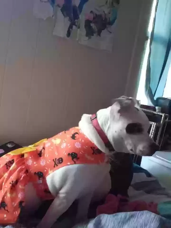 Lost dog in Shreveport, LA, 71108
