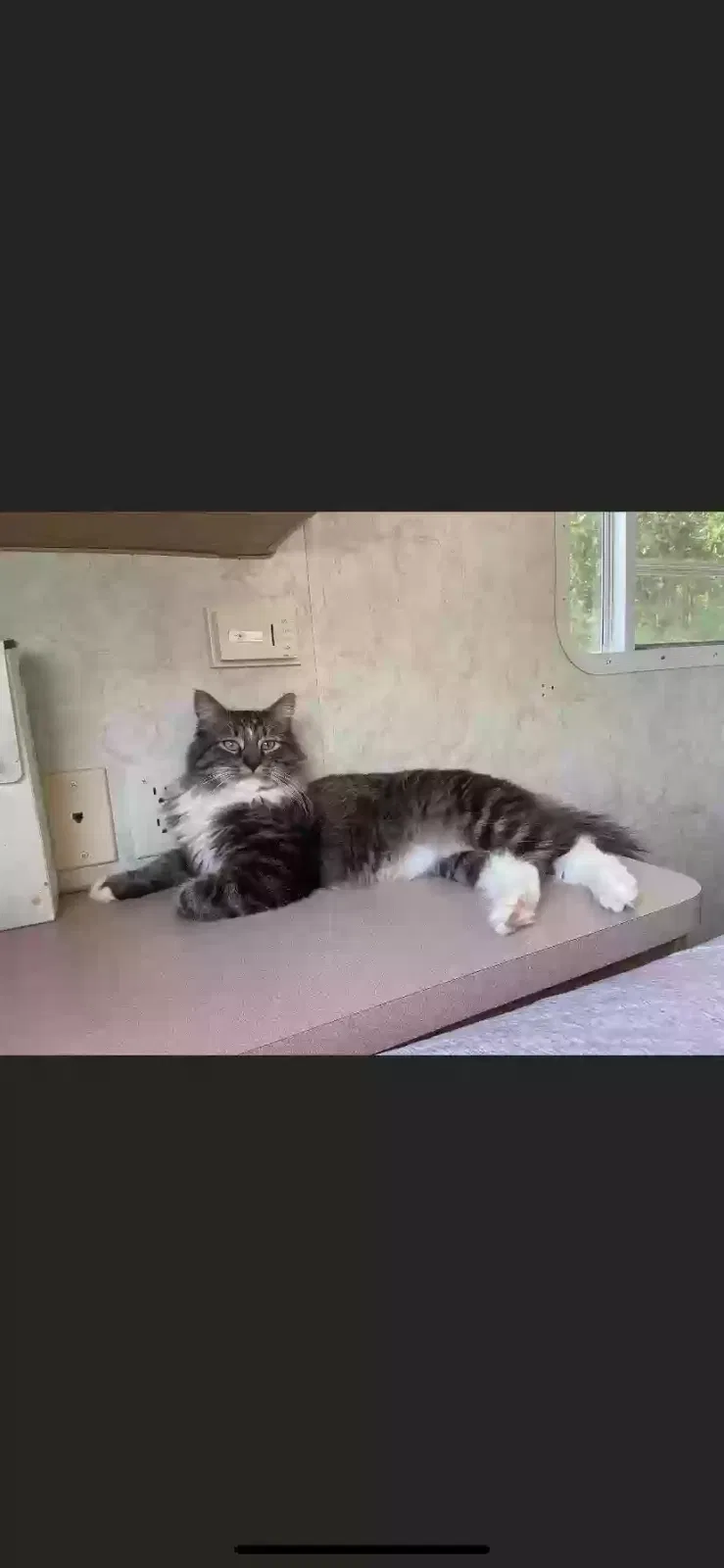 Lost cat in Reno, NV, 89502