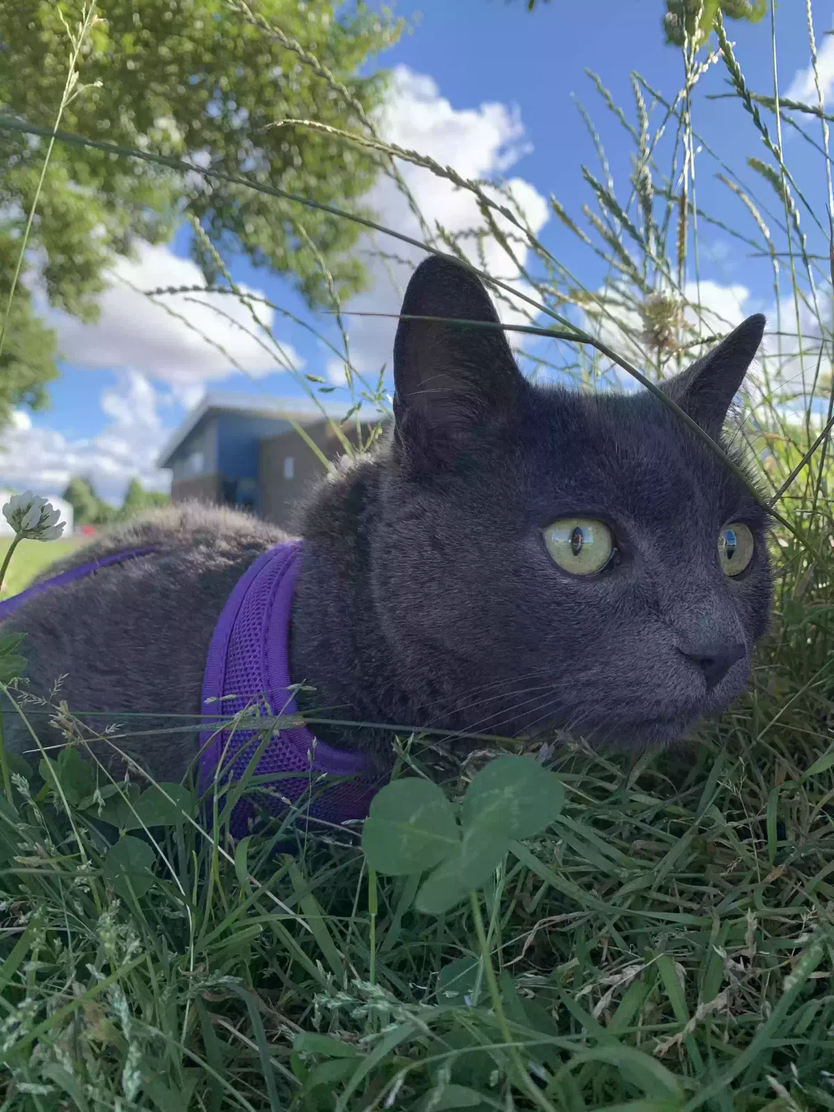 Lost cat in Encino, CA, 91316