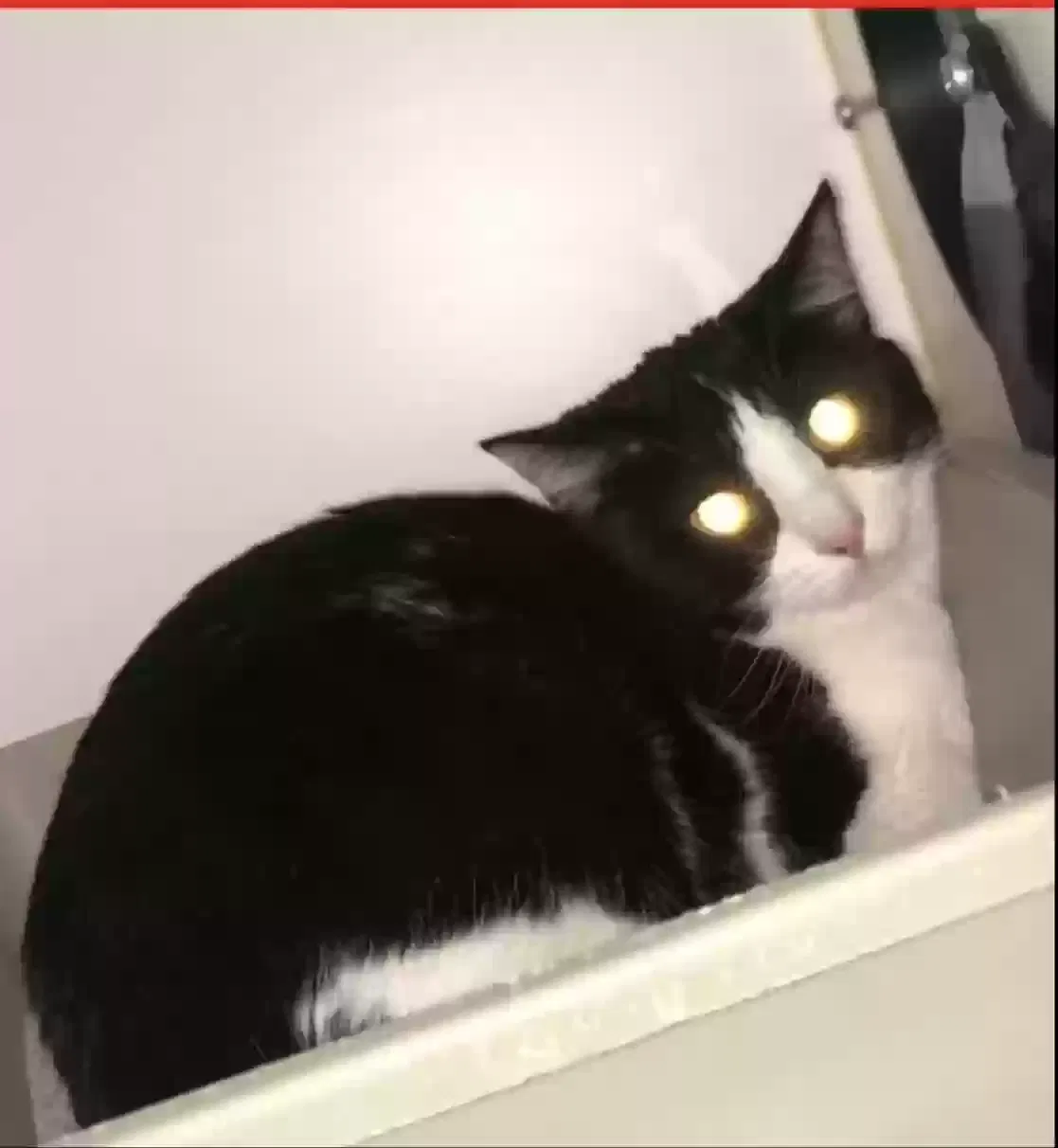 Lost cat in Cincinnati, OH, 45241