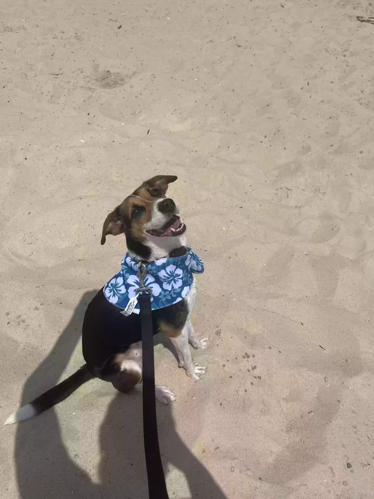 Lost dog in New Orleans, LA, 70115