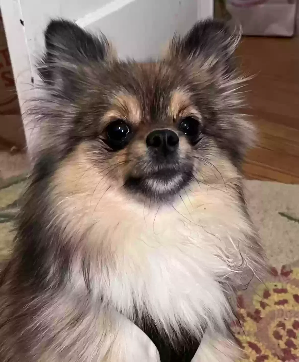 Lost dog in Mechanicsville, VA, 23116