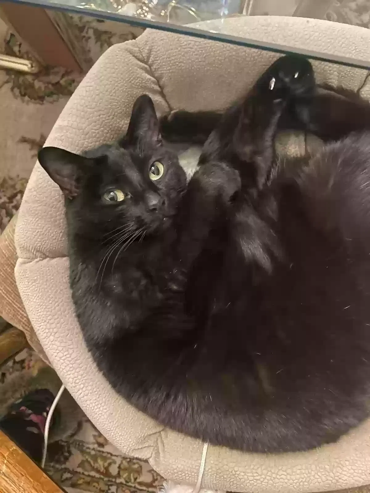 Lost cat in San Ramon, CA, 94583