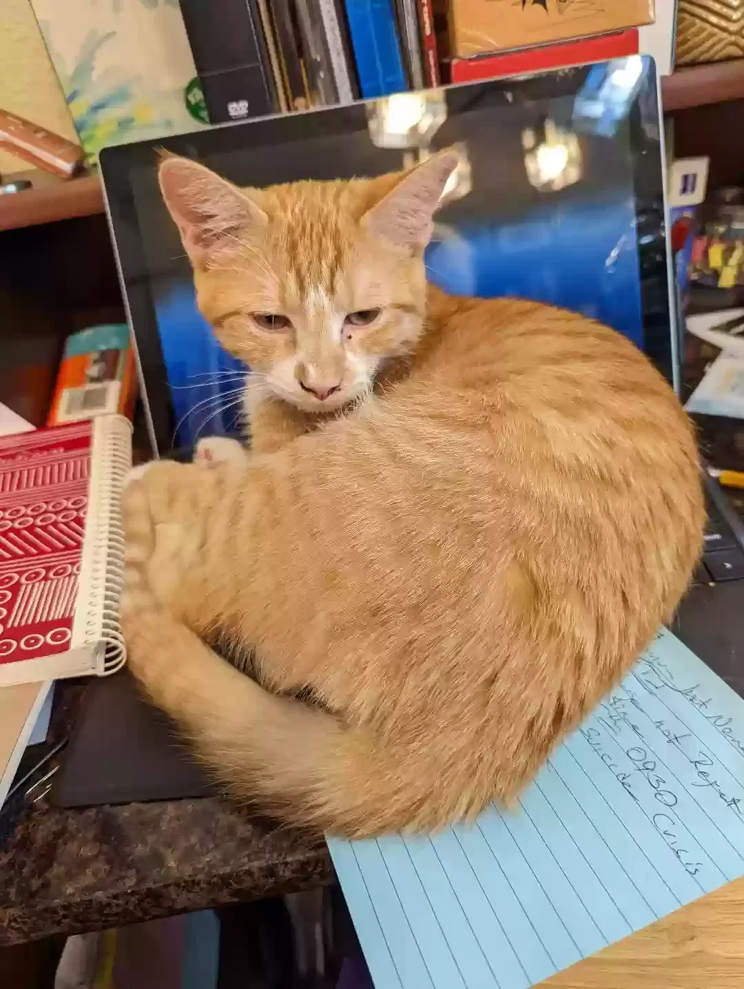 Lost cat in Erie, CO, 80516