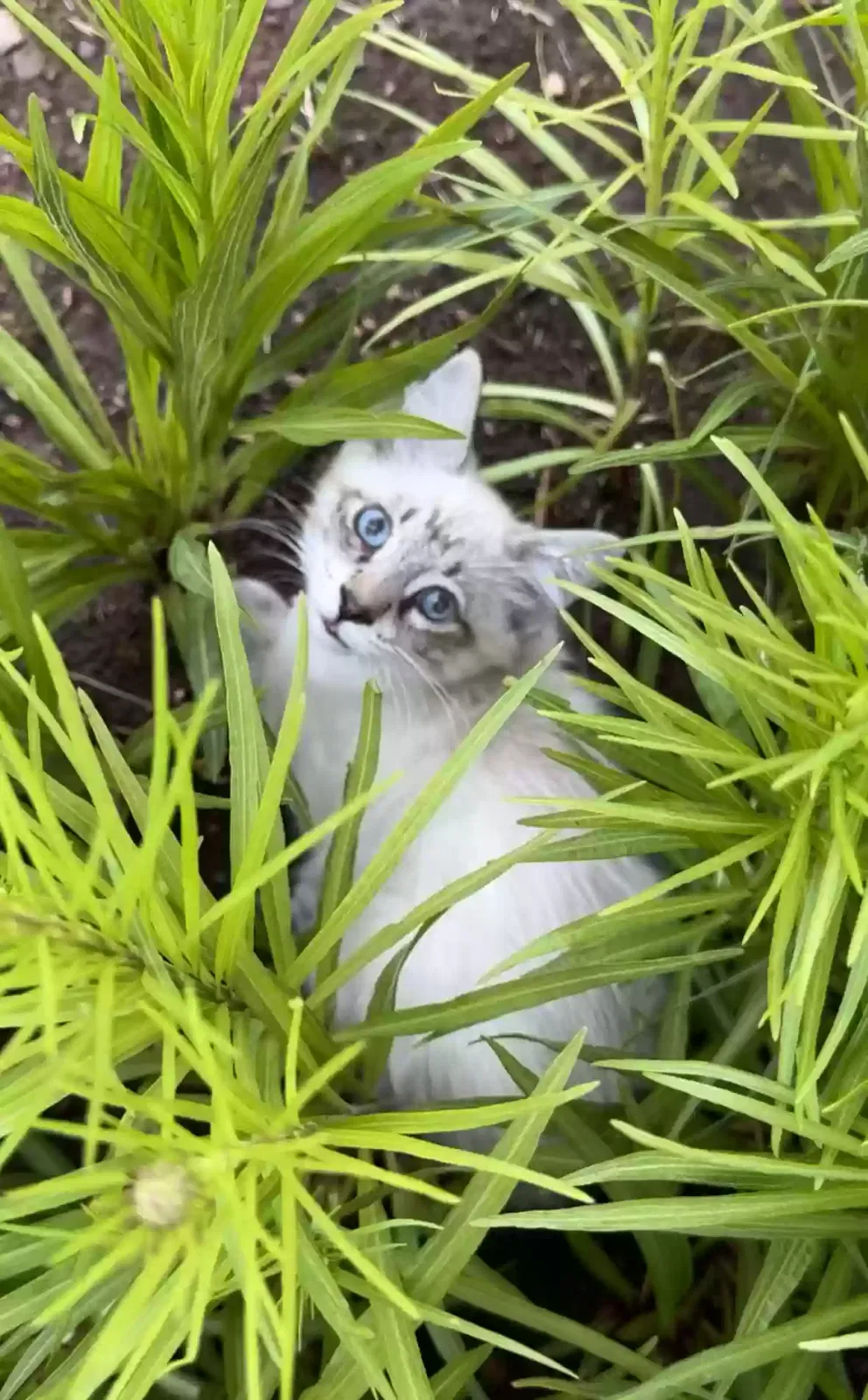 Lost cat in Salem, OR, 97306