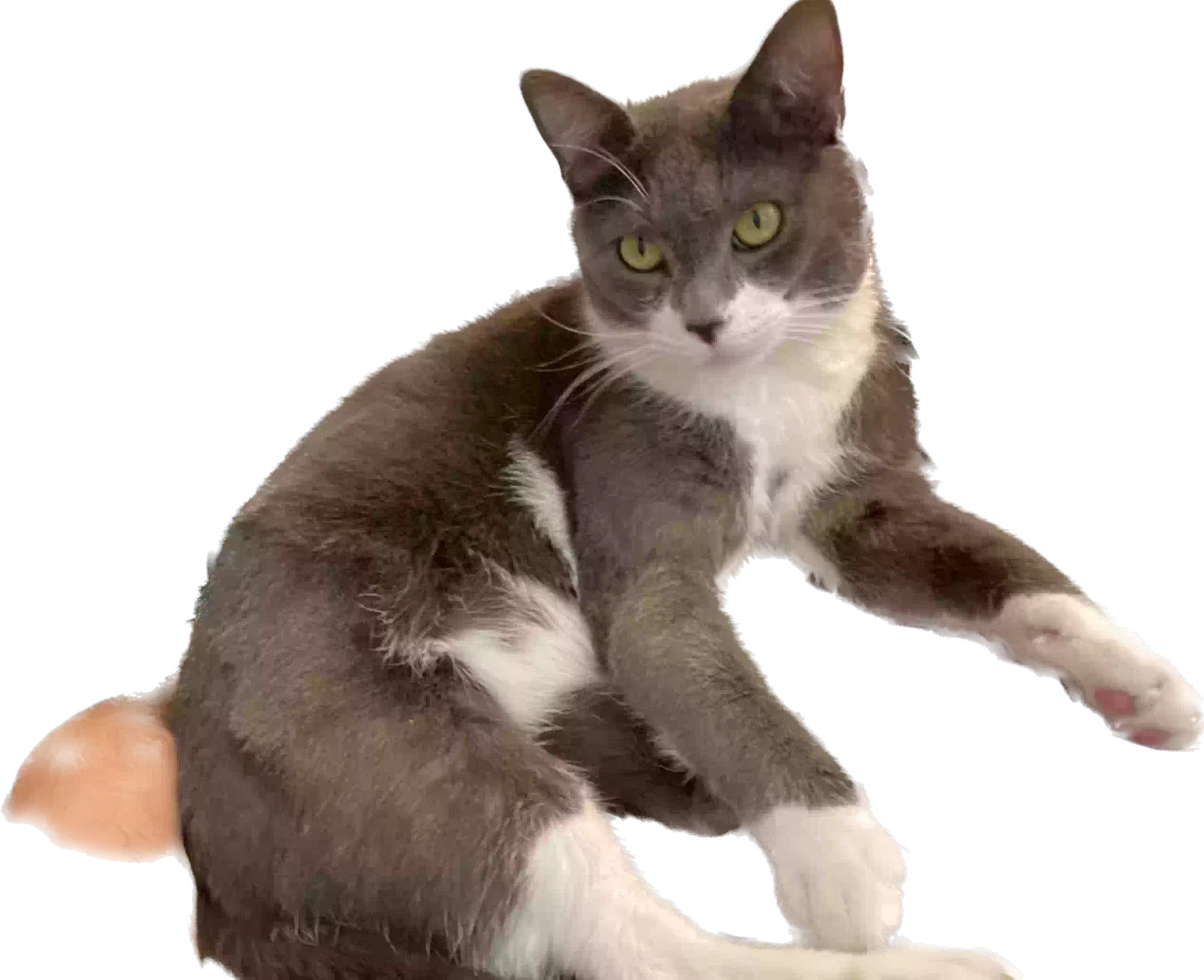 Lost cat in Duluth, GA, 30096