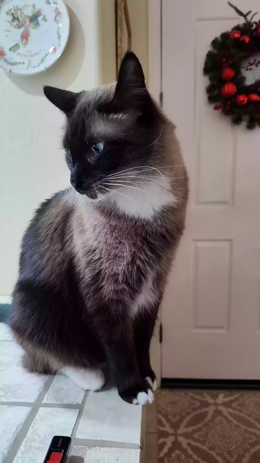 Lost cat in Gilbert, AZ, 85298