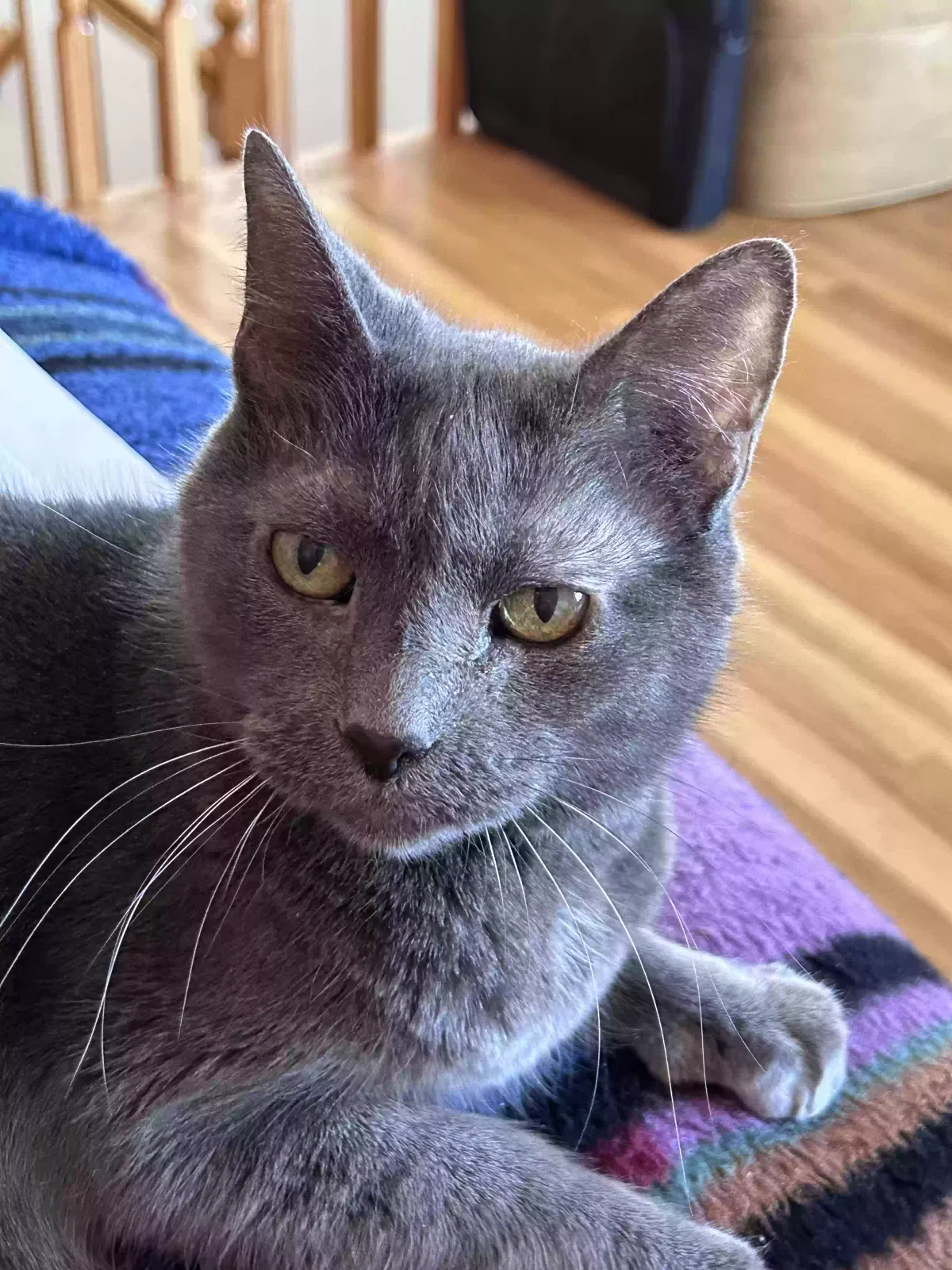 Lost cat in Linden, NJ, 7036