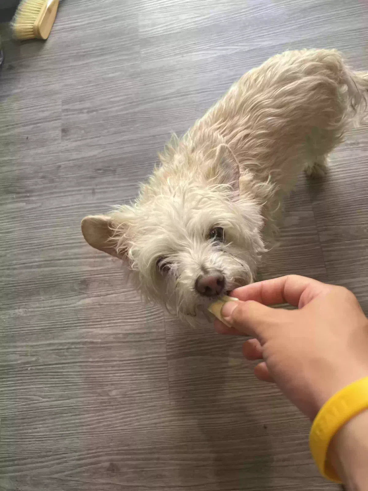 Lost dog in Artesia, CA, 90701