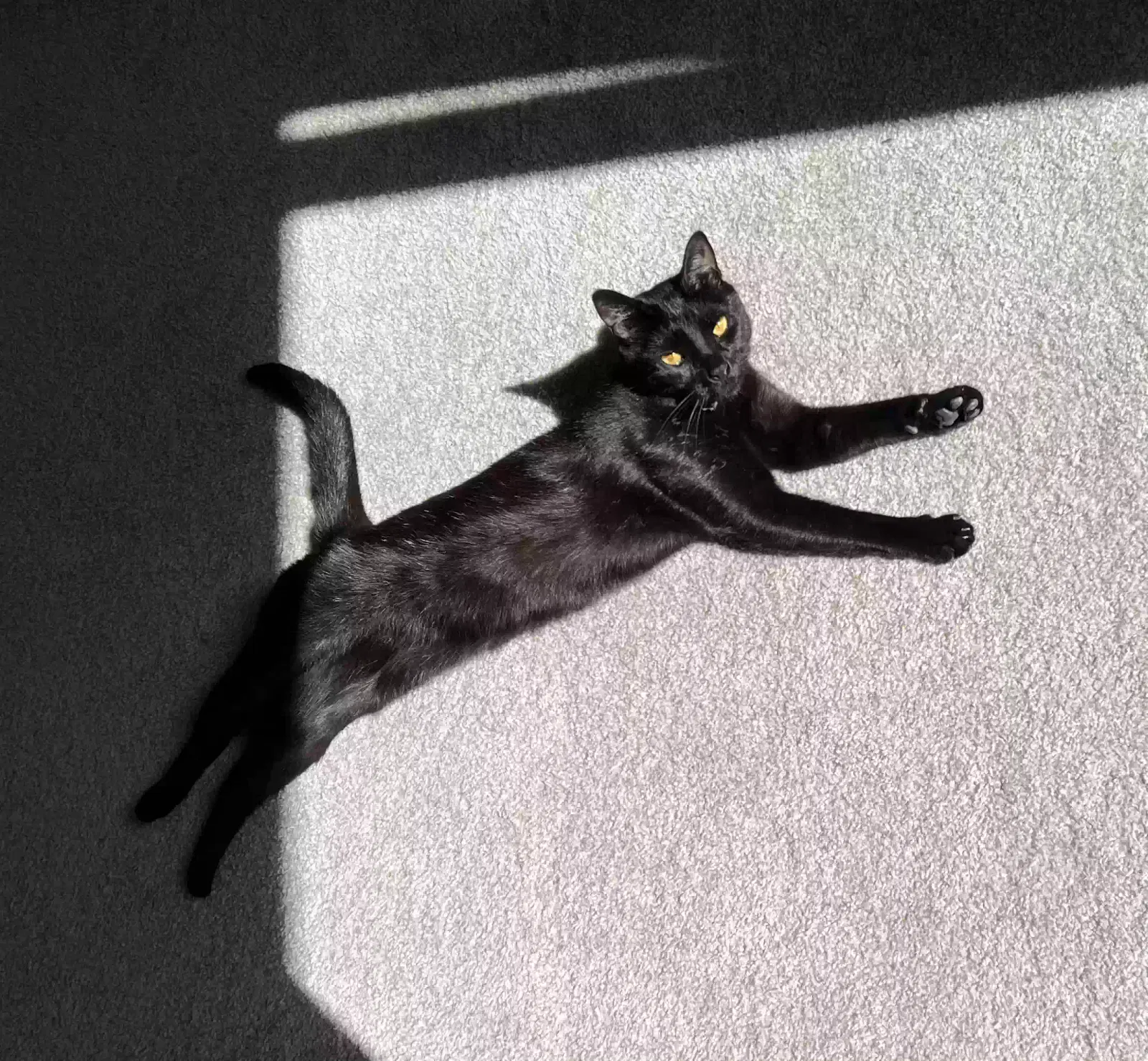 Lost cat in Lynnwood, WA, 98037