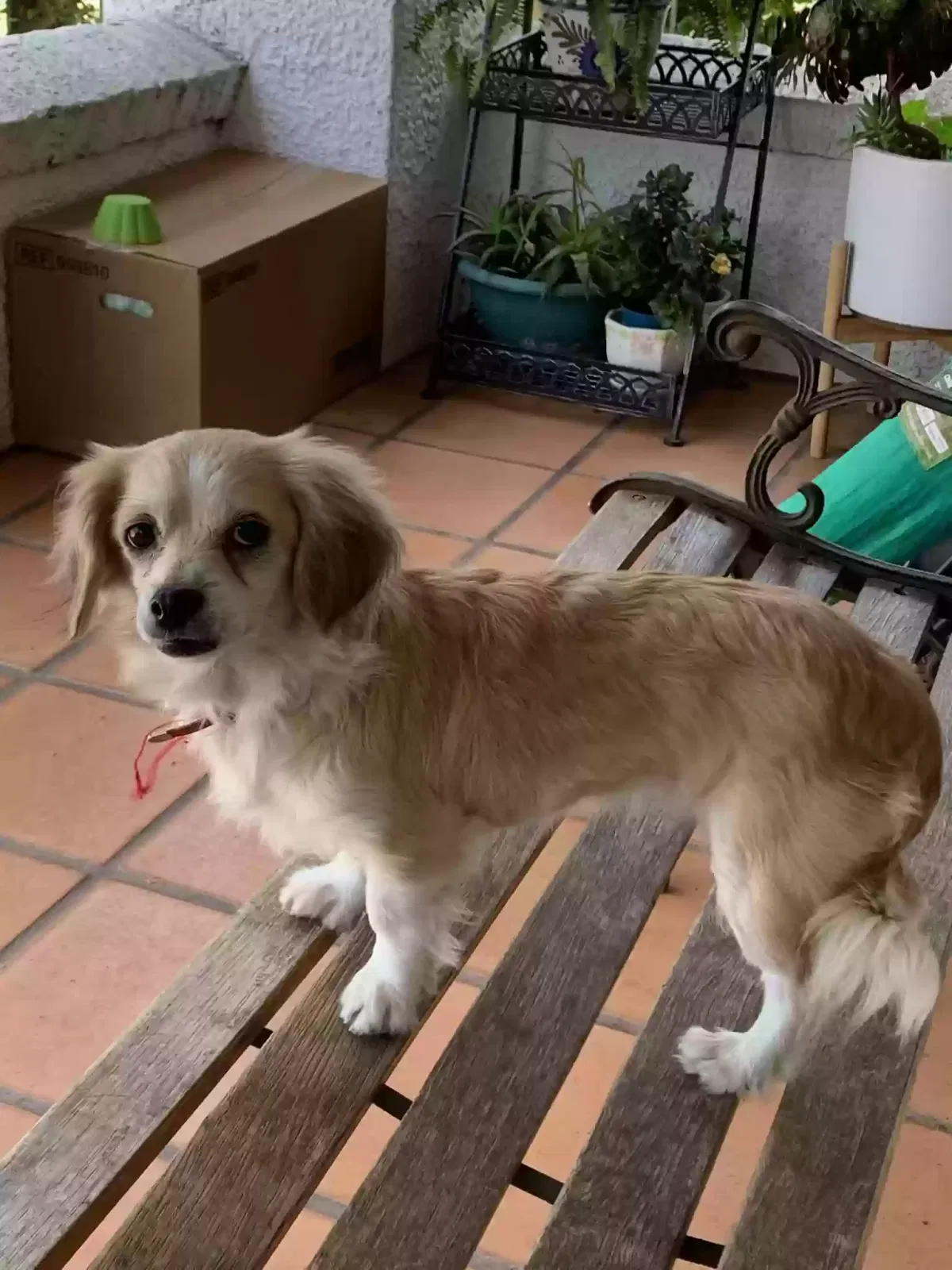 Lost dog in Los Angeles, CA, 90044