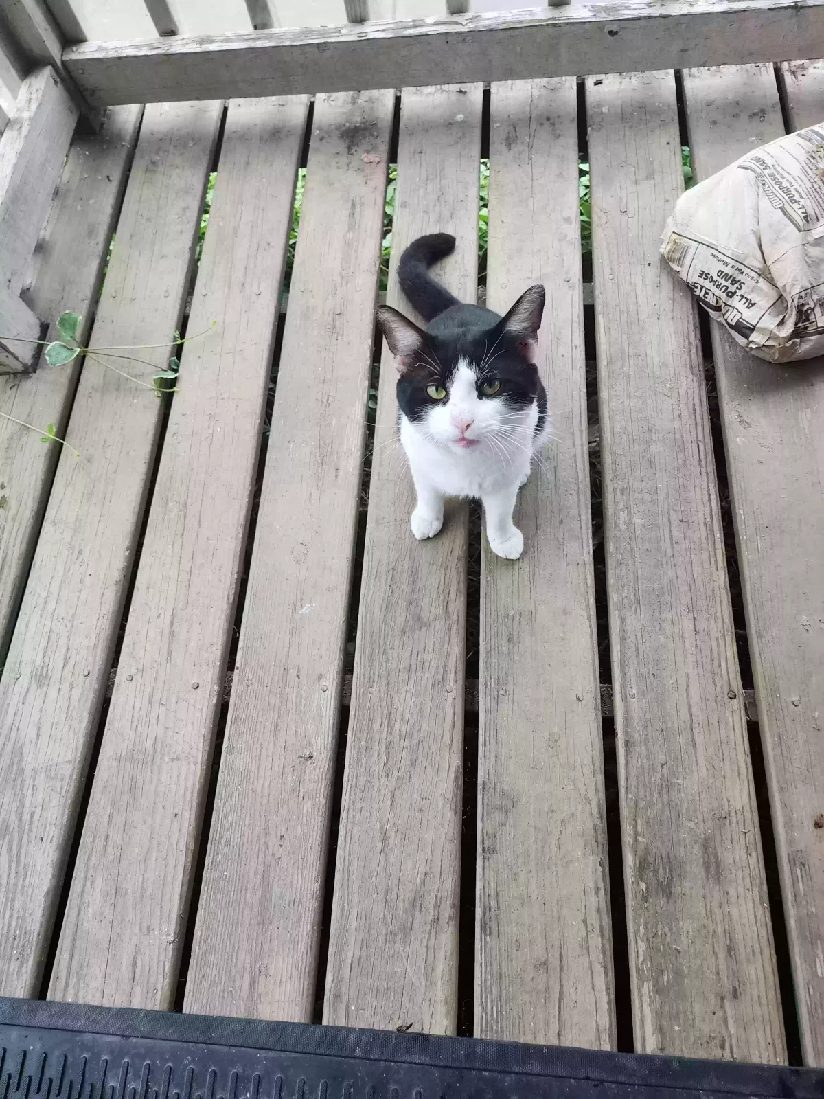 Found cat in Newark, OH, 43055